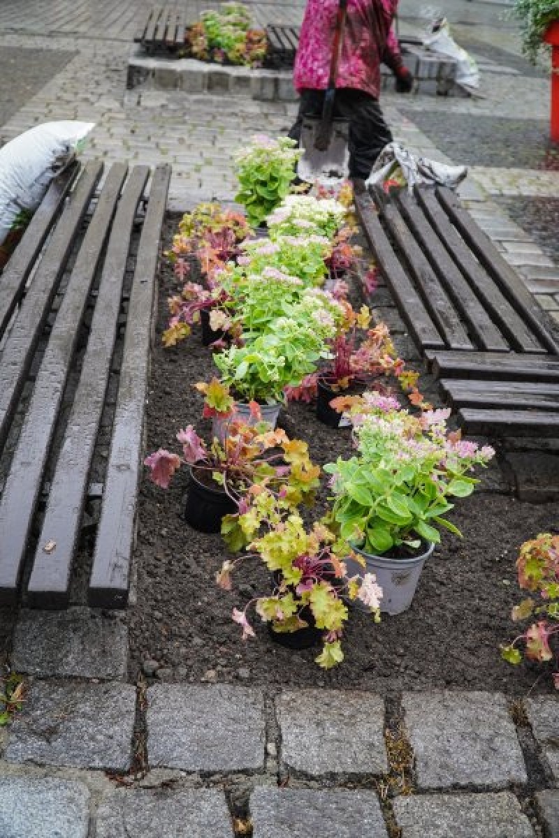 Zdjęcie w galerii na portalu naszraciborz.pl: Nowe nasadzenia na rynku. Docelowo ma być jak przed wojną wiadomości z regionu