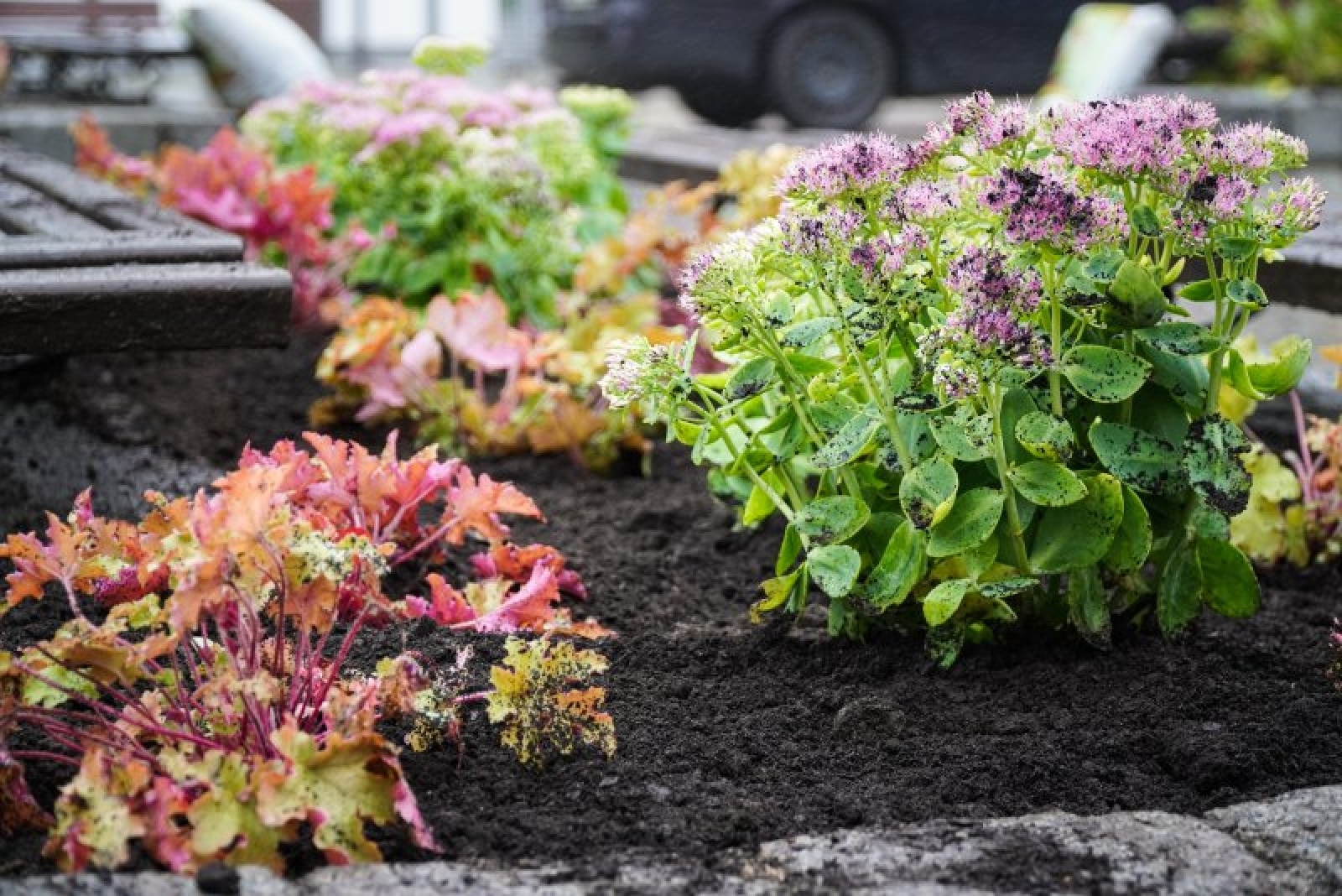 Zdjęcie w galerii na portalu naszraciborz.pl: Nowe nasadzenia na rynku. Docelowo ma być jak przed wojną wiadomości z regionu