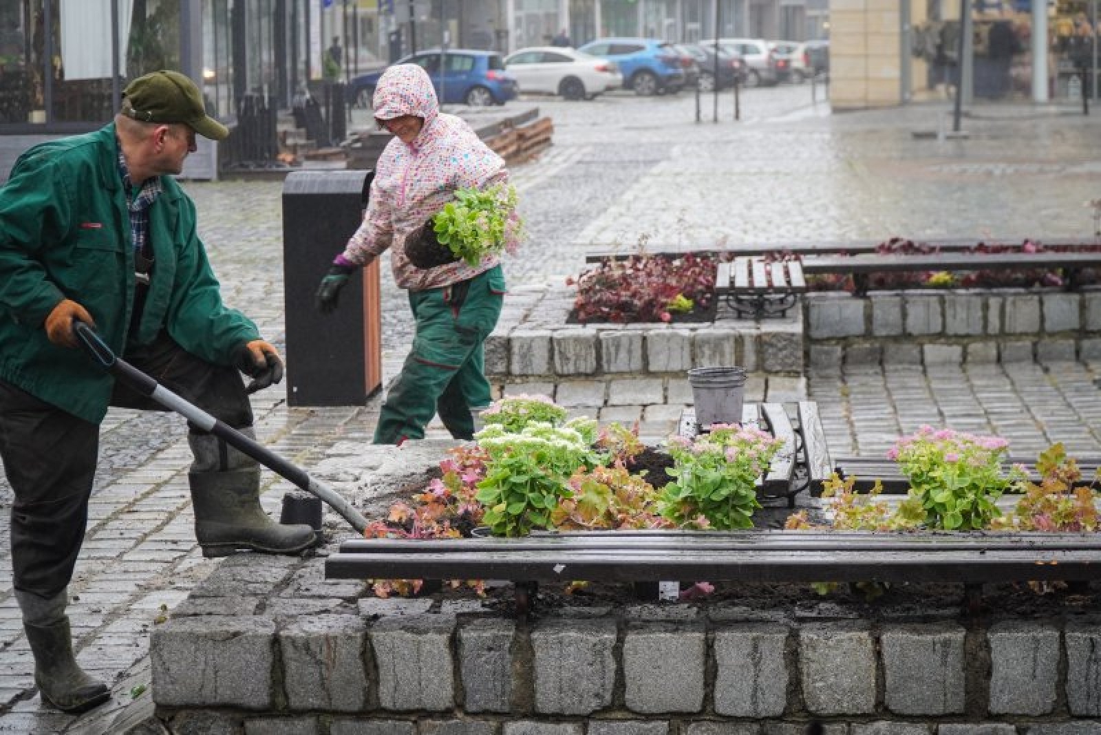 Zdjęcie w galerii na portalu naszraciborz.pl: Nowe nasadzenia na rynku. Docelowo ma być jak przed wojną wiadomości z regionu