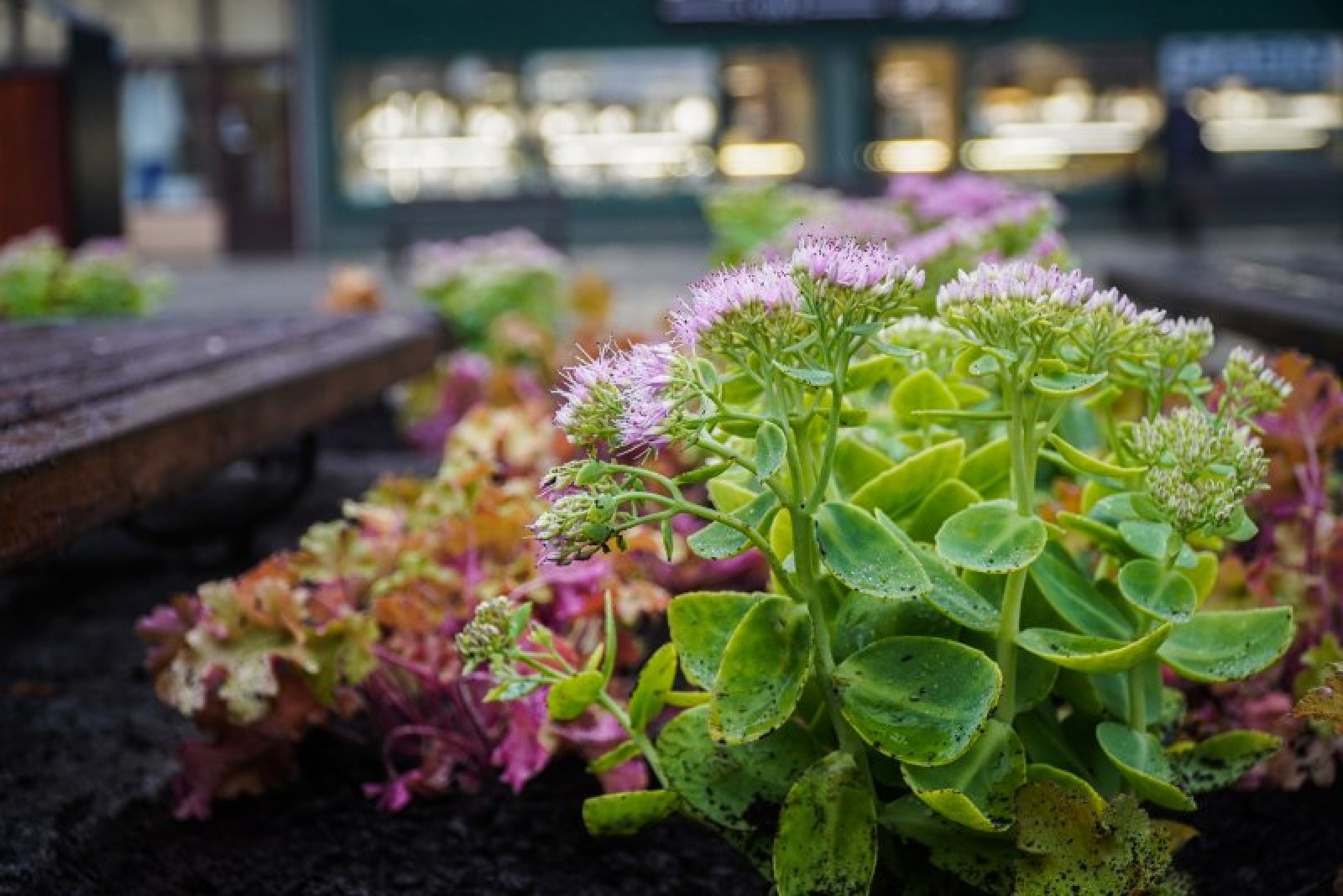 Zdjęcie w galerii na portalu naszraciborz.pl: Nowe nasadzenia na rynku. Docelowo ma być jak przed wojną wiadomości z regionu