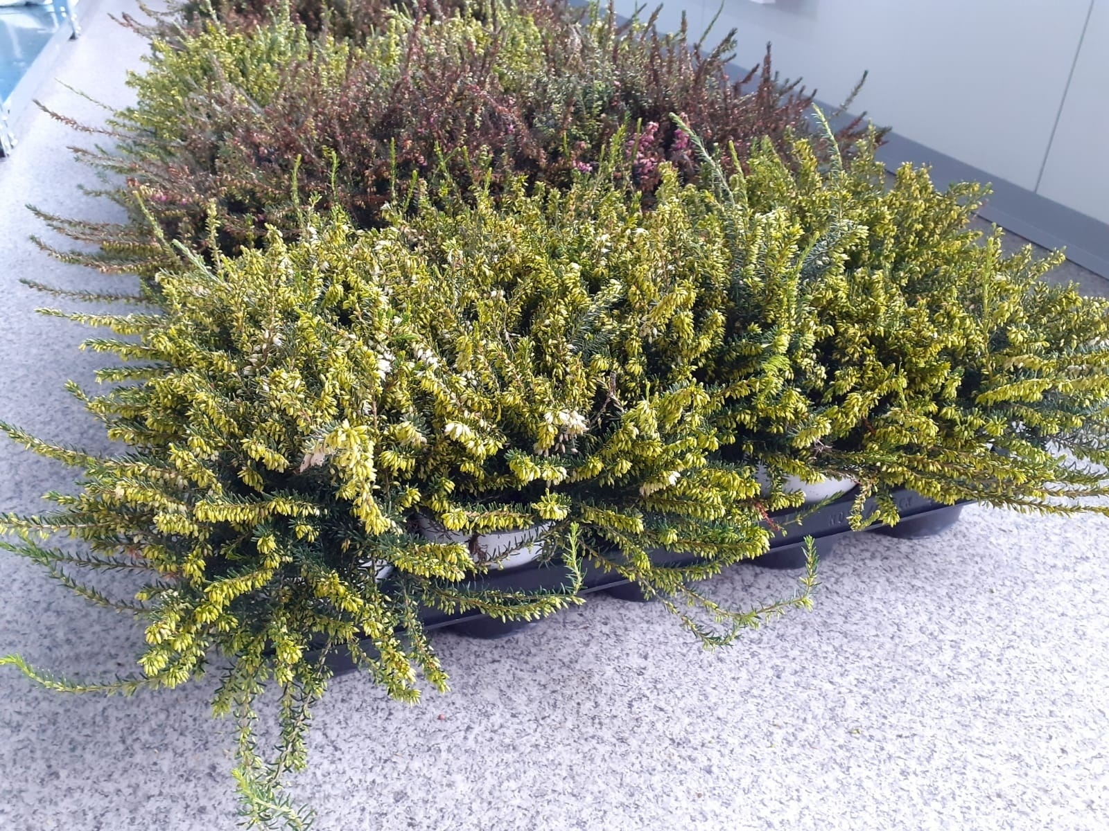 Zdjęcie w galerii na portalu naszraciborz.pl: Wrzosiec za odpady. Akcja w Pietrowicach Wielkich wiadomości z regionu