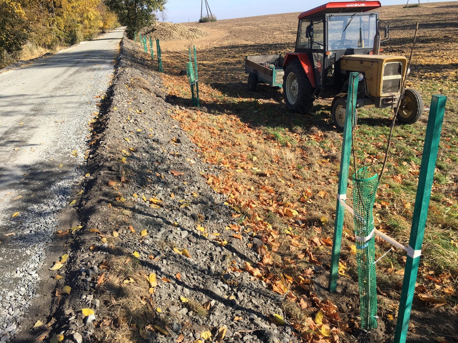 Zdjęcie w galerii na portalu naszraciborz.pl: Na Turmasach ruszył program czereśniowy radnego Bolika. Wandale nie kazali na siebie długo czekać! wiadomości z regionu