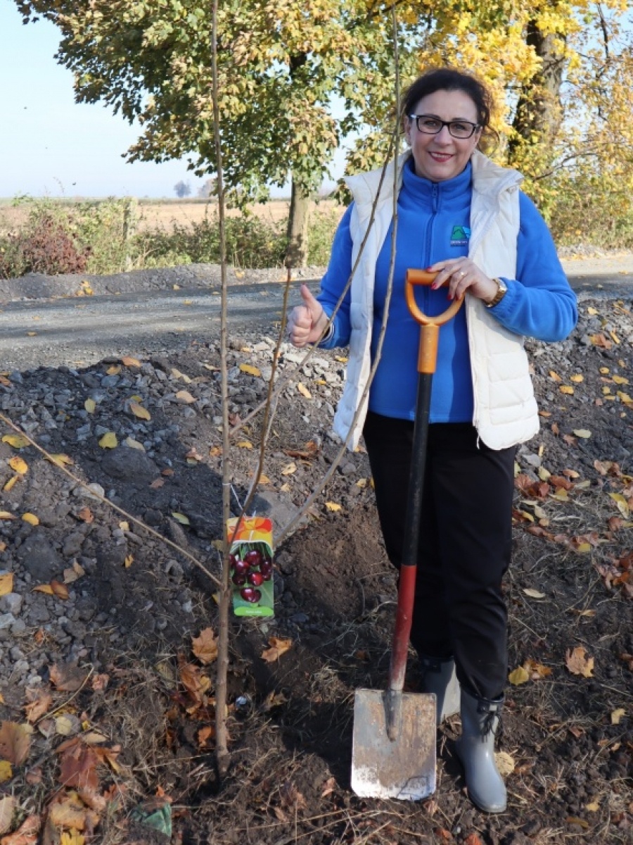 Zdjęcie w galerii na portalu naszraciborz.pl: Powiat włącza się w kolejną akcję sadzenia drzew wiadomości z regionu