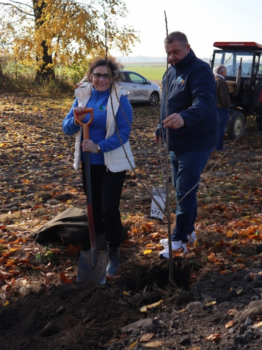 Zdjęcie w galerii na portalu naszraciborz.pl: Powiat włącza się w kolejną akcję sadzenia drzew wiadomości z regionu