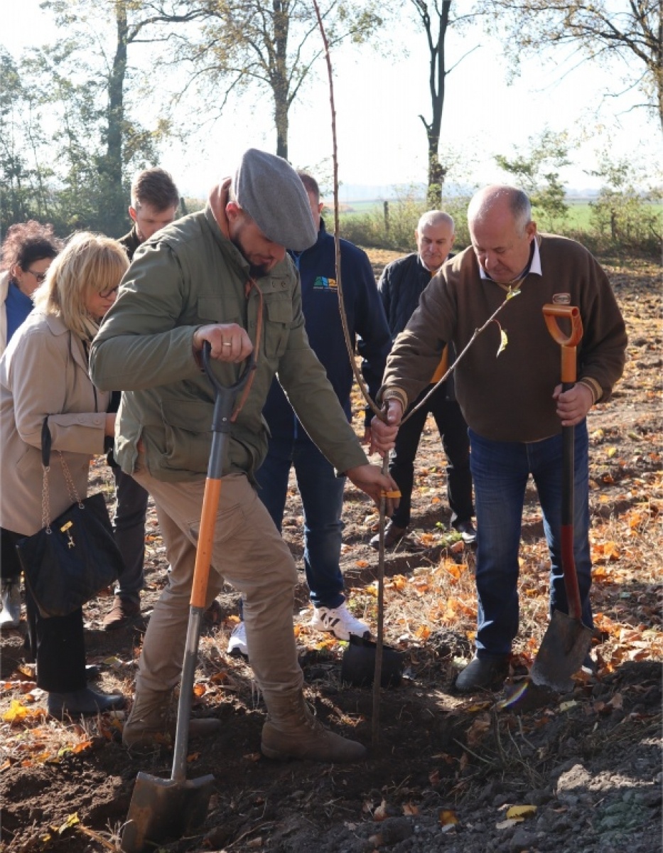 Zdjęcie w galerii na portalu naszraciborz.pl: Powiat włącza się w kolejną akcję sadzenia drzew wiadomości z regionu