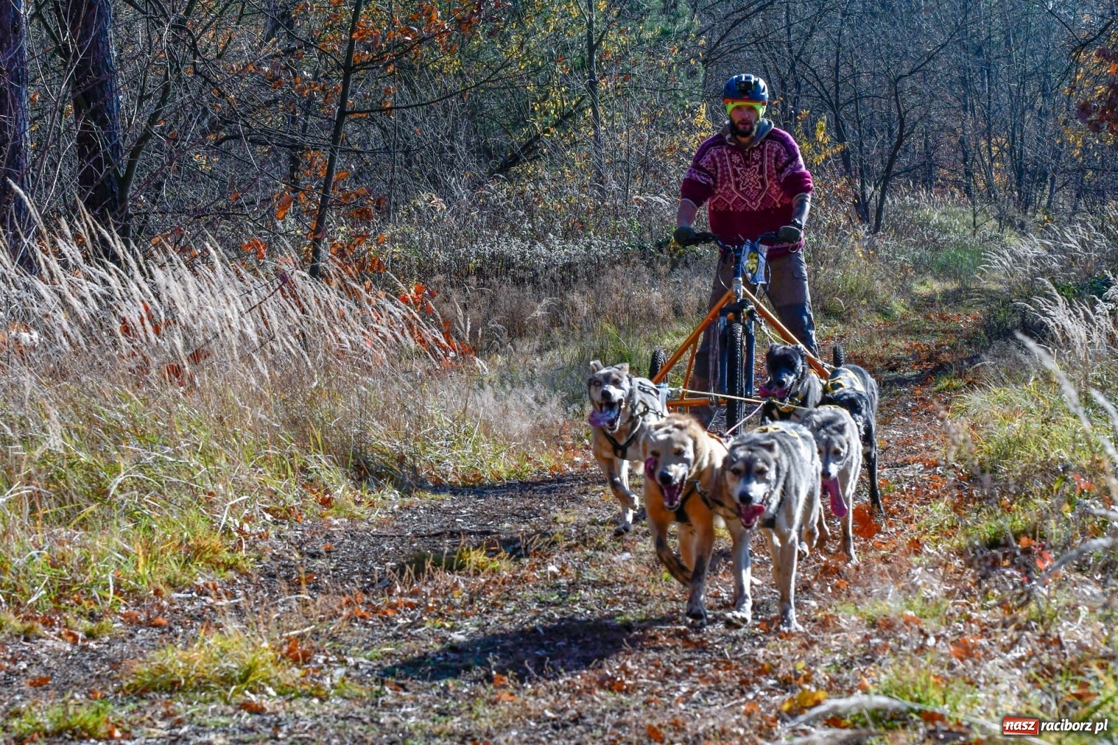 Zdjęcie w galerii na portalu naszraciborz.pl: Kuźnia Raciborska. Międzynarodowe Wyścigi Psich Zaprzęgów SZCZEKOWYJE wiadomości z regionu