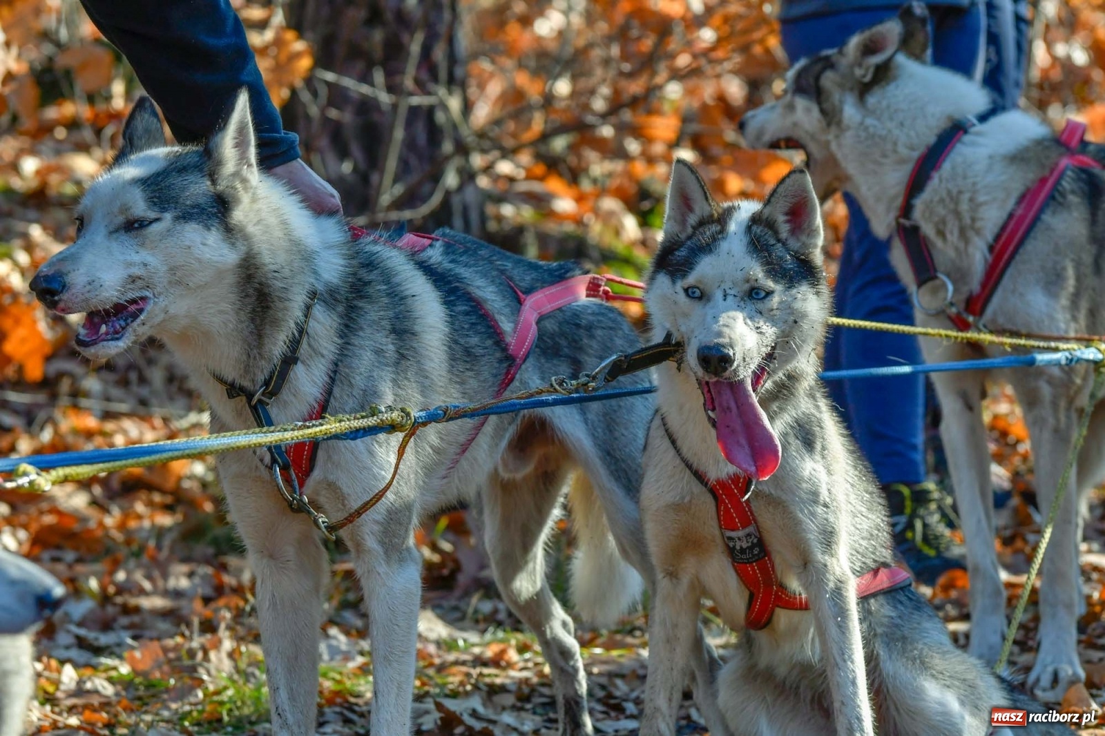 Zdjęcie w galerii na portalu naszraciborz.pl: Kuźnia Raciborska. Międzynarodowe Wyścigi Psich Zaprzęgów SZCZEKOWYJE wiadomości z regionu
