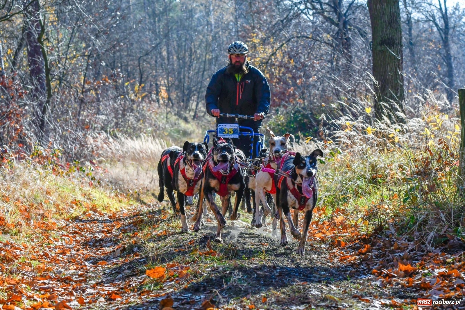 Zdjęcie w galerii na portalu naszraciborz.pl: Kuźnia Raciborska. Międzynarodowe Wyścigi Psich Zaprzęgów SZCZEKOWYJE wiadomości z regionu