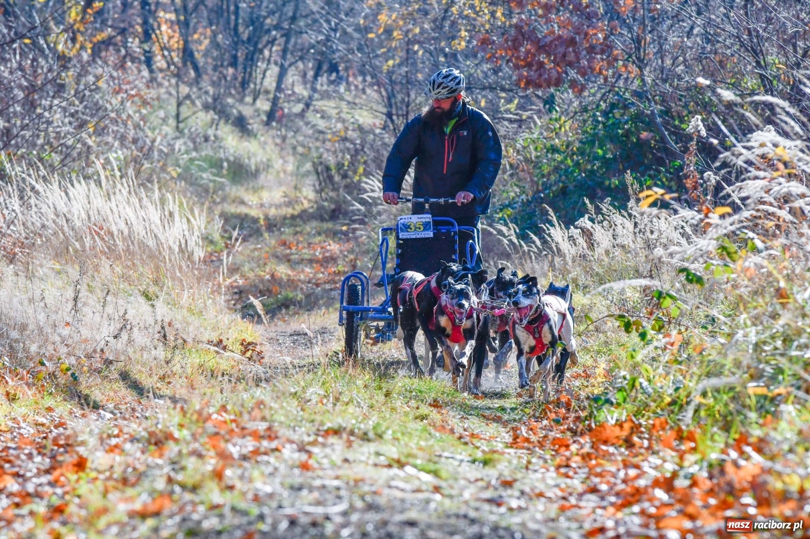 Zdjęcie w galerii na portalu naszraciborz.pl: Kuźnia Raciborska. Międzynarodowe Wyścigi Psich Zaprzęgów SZCZEKOWYJE wiadomości z regionu