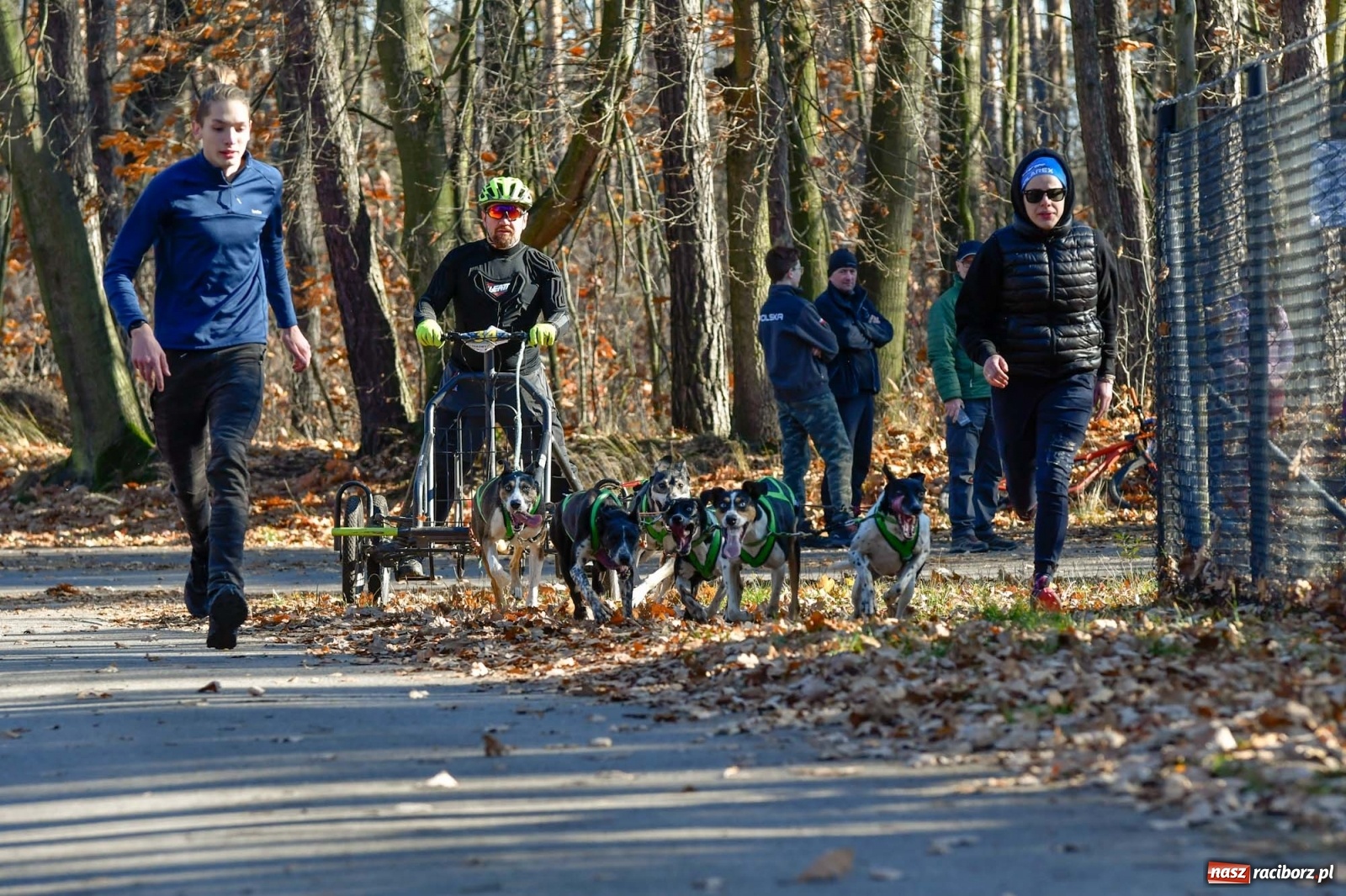 Zdjęcie w galerii na portalu naszraciborz.pl: Kuźnia Raciborska. Międzynarodowe Wyścigi Psich Zaprzęgów SZCZEKOWYJE wiadomości z regionu
