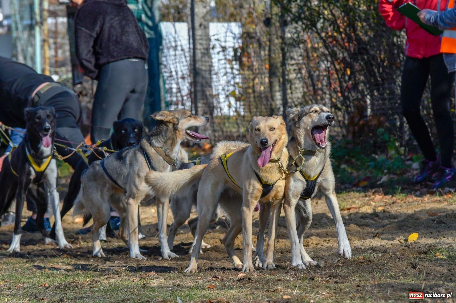 Zdjęcie w galerii na portalu naszraciborz.pl: Kuźnia Raciborska. Międzynarodowe Wyścigi Psich Zaprzęgów SZCZEKOWYJE wiadomości z regionu