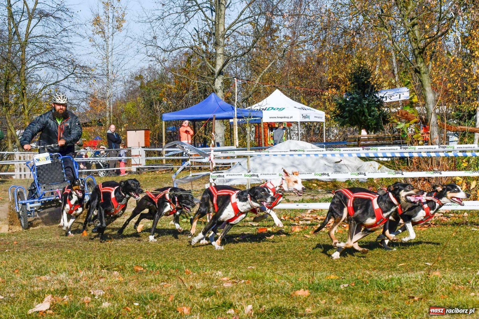 Zdjęcie w galerii na portalu naszraciborz.pl: Kuźnia Raciborska. Międzynarodowe Wyścigi Psich Zaprzęgów SZCZEKOWYJE wiadomości z regionu