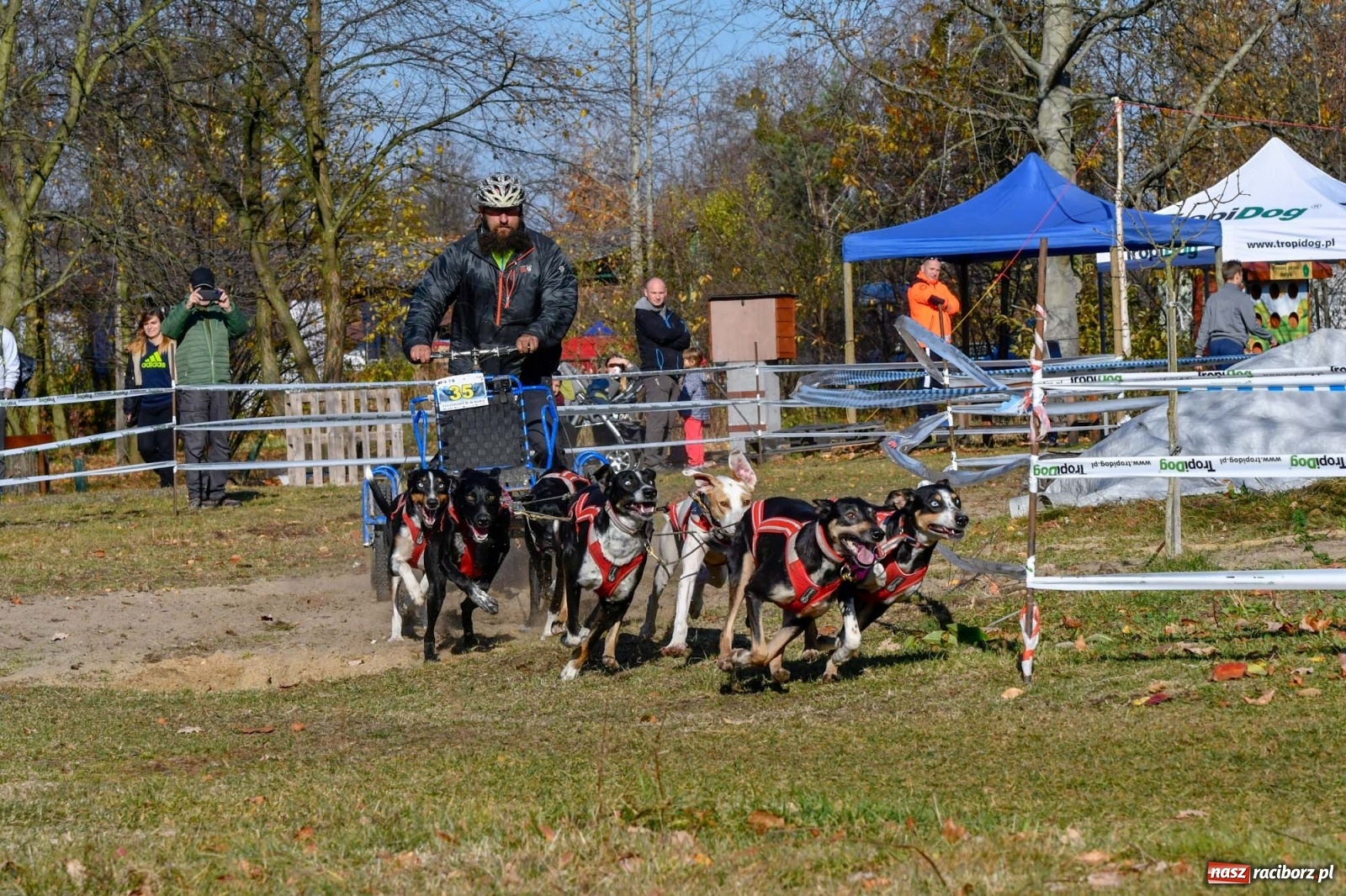 Zdjęcie w galerii na portalu naszraciborz.pl: Kuźnia Raciborska. Międzynarodowe Wyścigi Psich Zaprzęgów SZCZEKOWYJE wiadomości z regionu