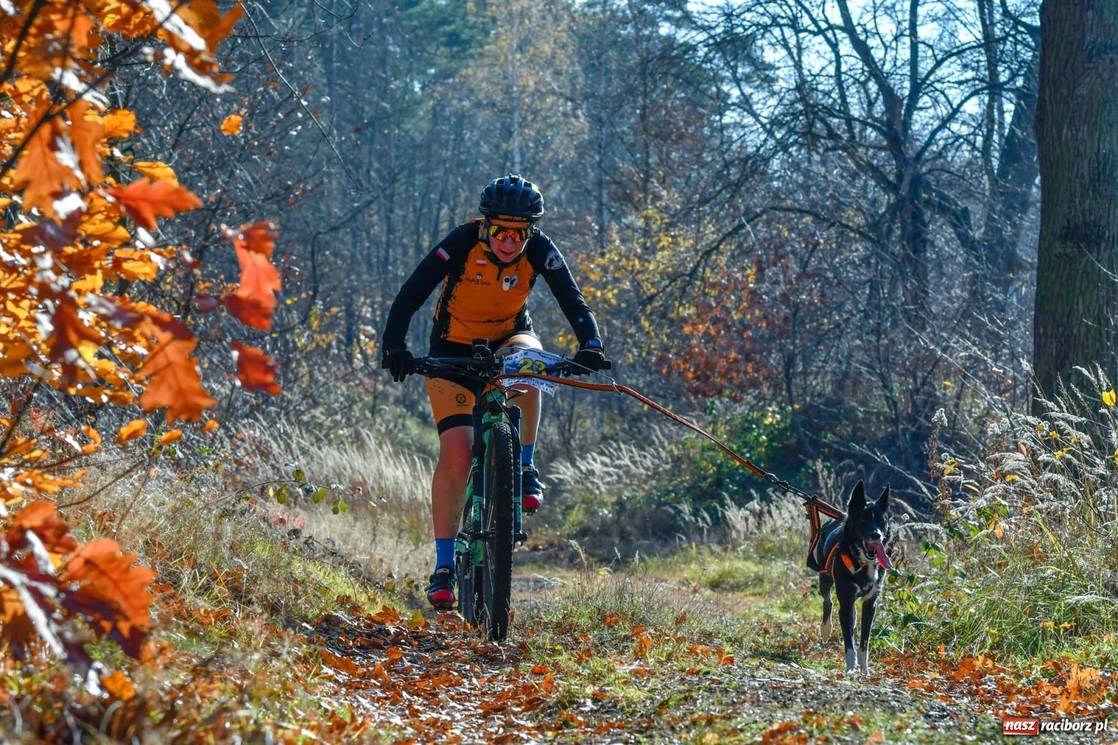 Zdjęcie w galerii na portalu naszraciborz.pl: Kuźnia Raciborska. Międzynarodowe Wyścigi Psich Zaprzęgów SZCZEKOWYJE wiadomości z regionu