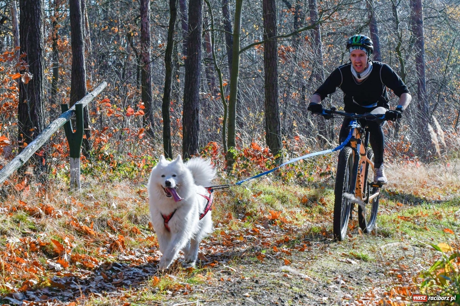 Zdjęcie w galerii na portalu naszraciborz.pl: Kuźnia Raciborska. Międzynarodowe Wyścigi Psich Zaprzęgów SZCZEKOWYJE wiadomości z regionu