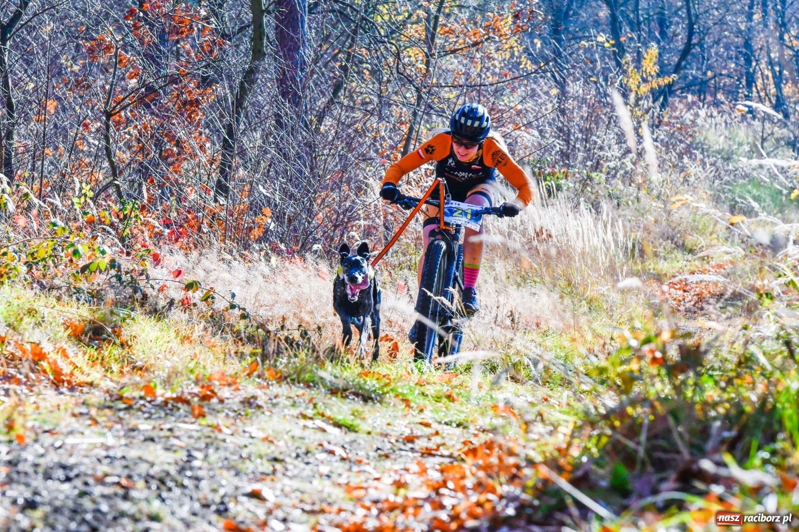 Zdjęcie w galerii na portalu naszraciborz.pl: Kuźnia Raciborska. Międzynarodowe Wyścigi Psich Zaprzęgów SZCZEKOWYJE wiadomości z regionu