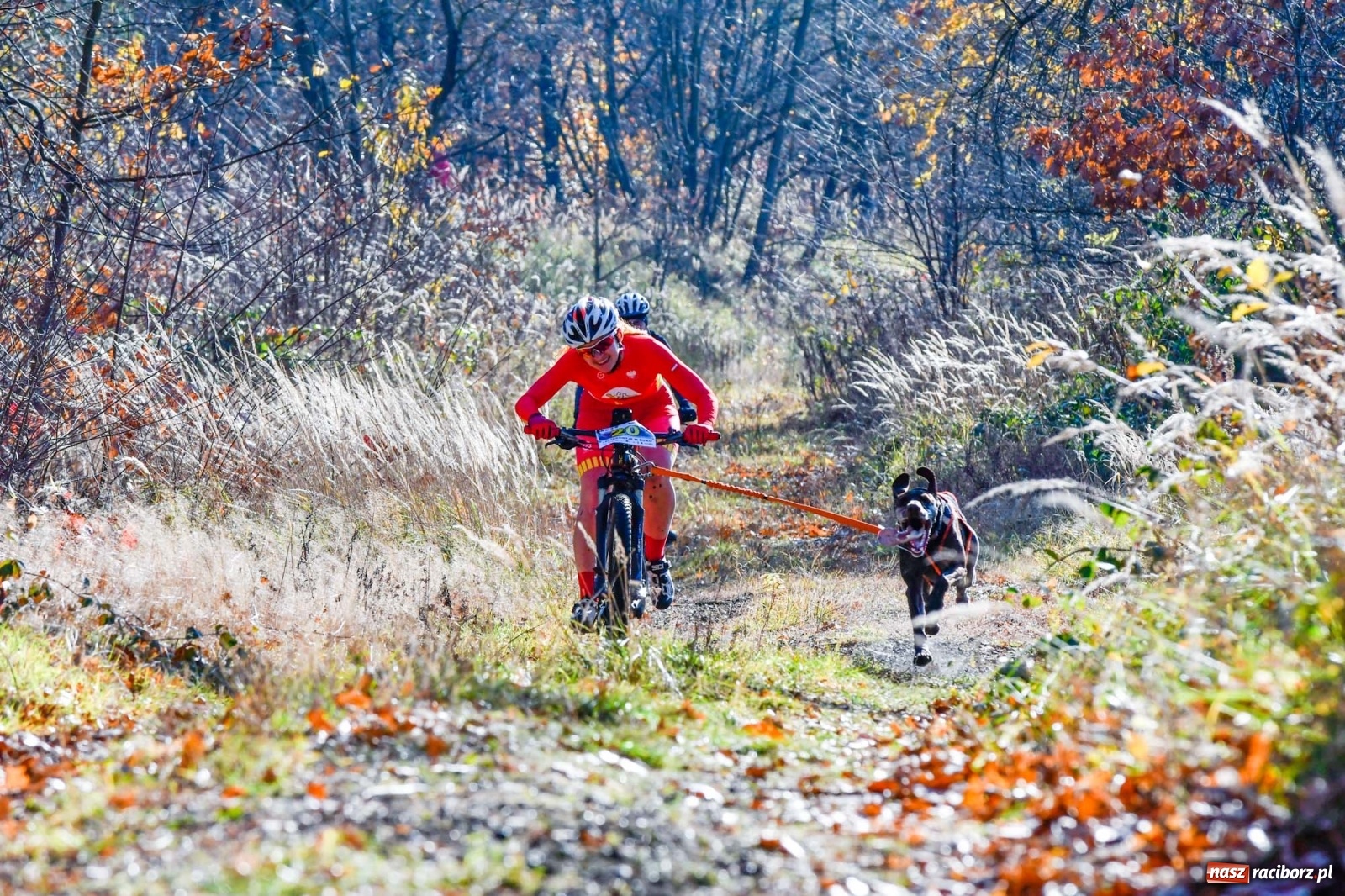 Zdjęcie w galerii na portalu naszraciborz.pl: Kuźnia Raciborska. Międzynarodowe Wyścigi Psich Zaprzęgów SZCZEKOWYJE wiadomości z regionu