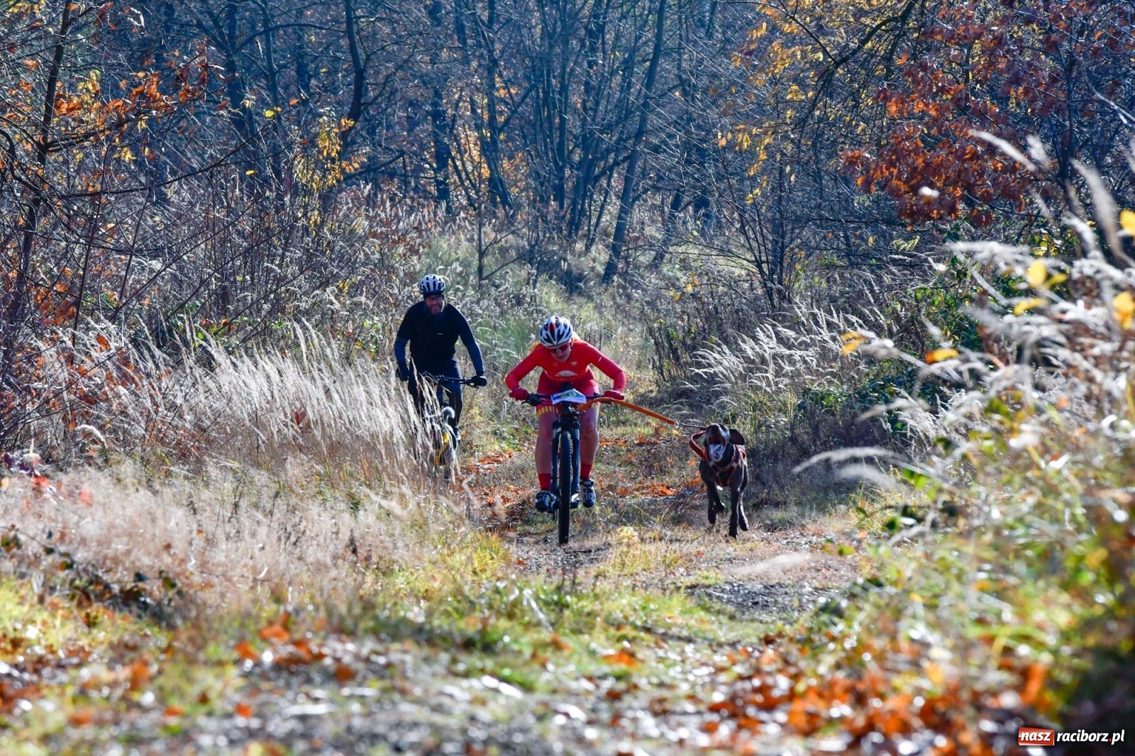 Zdjęcie w galerii na portalu naszraciborz.pl: Kuźnia Raciborska. Międzynarodowe Wyścigi Psich Zaprzęgów SZCZEKOWYJE wiadomości z regionu