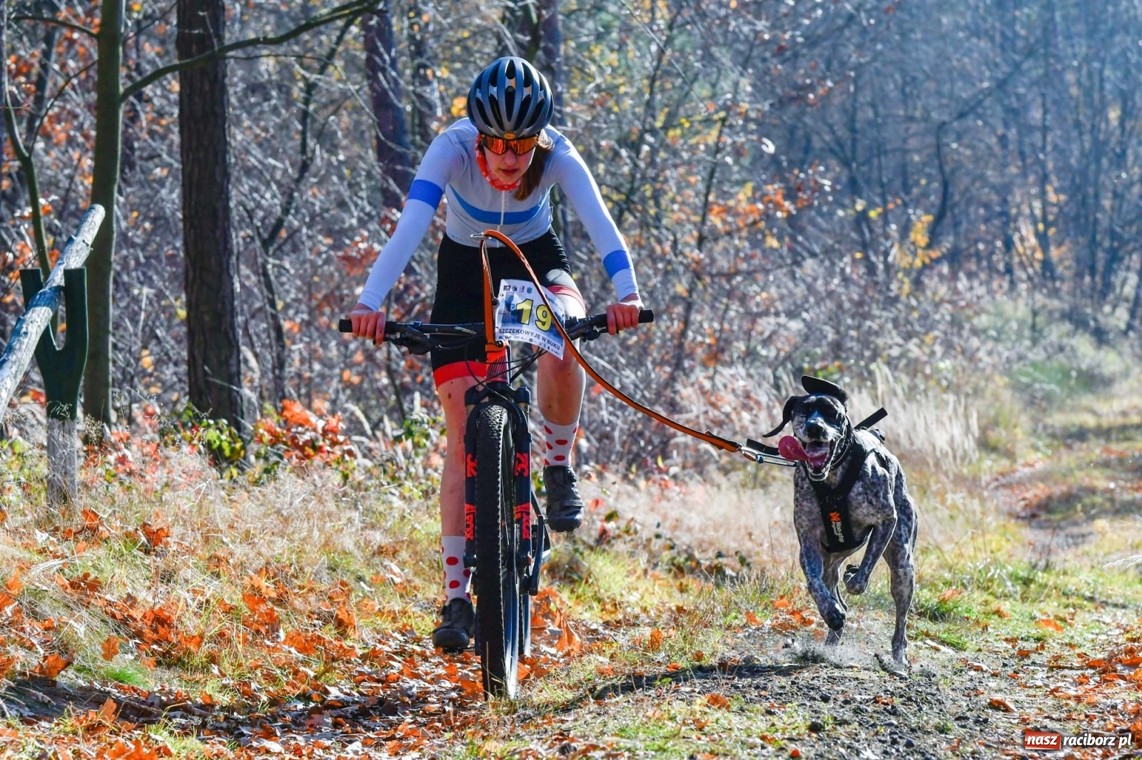 Zdjęcie w galerii na portalu naszraciborz.pl: Kuźnia Raciborska. Międzynarodowe Wyścigi Psich Zaprzęgów SZCZEKOWYJE wiadomości z regionu