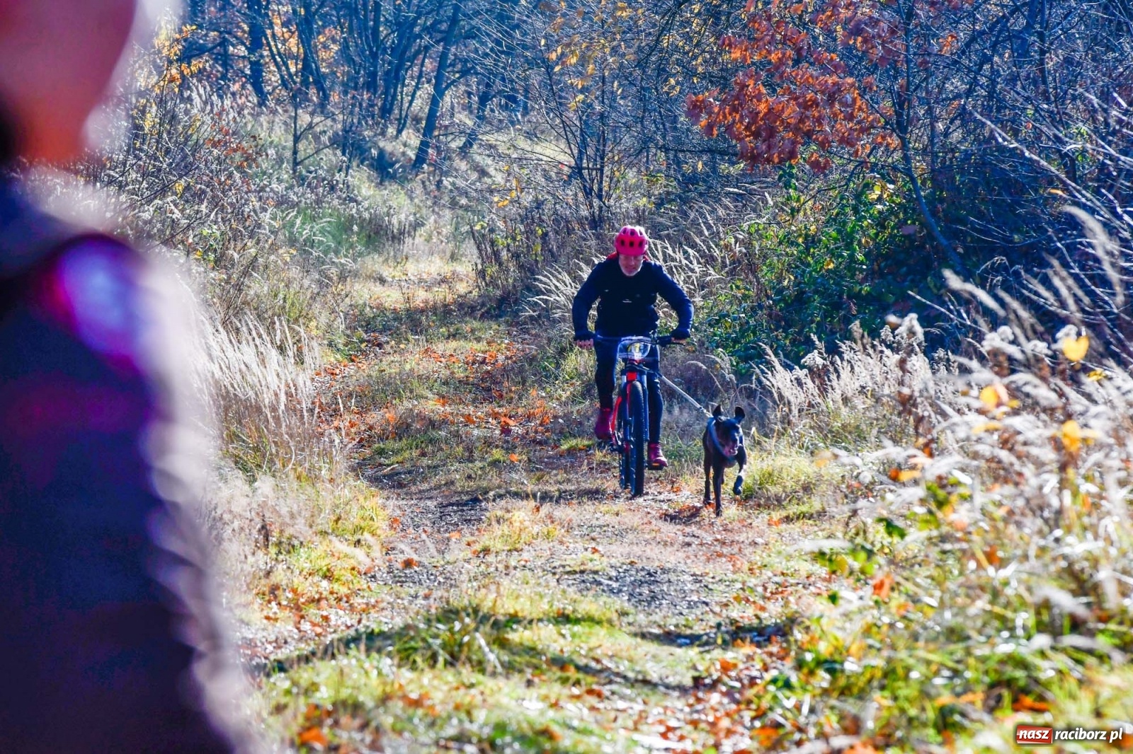 Zdjęcie w galerii na portalu naszraciborz.pl: Kuźnia Raciborska. Międzynarodowe Wyścigi Psich Zaprzęgów SZCZEKOWYJE wiadomości z regionu