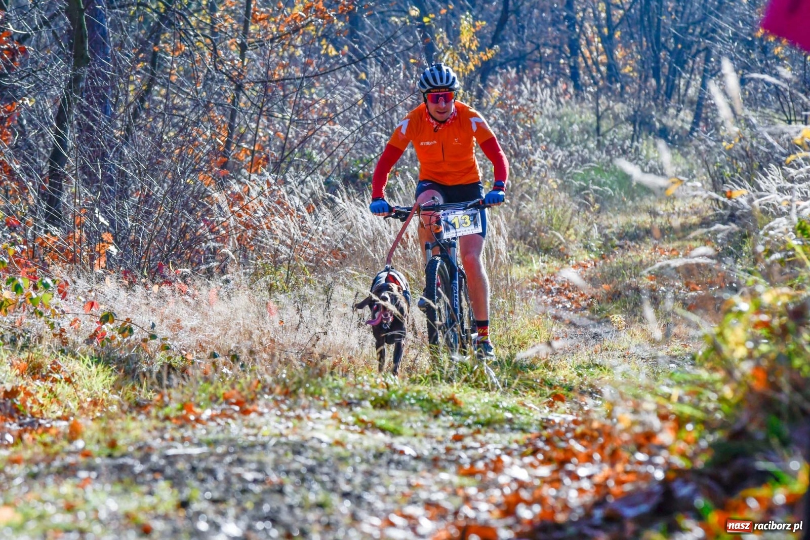 Zdjęcie w galerii na portalu naszraciborz.pl: Kuźnia Raciborska. Międzynarodowe Wyścigi Psich Zaprzęgów SZCZEKOWYJE wiadomości z regionu