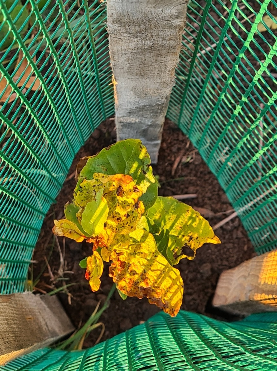 Zdjęcie w galerii na portalu naszraciborz.pl: Strażacy z Samborowic posadzili sto drzew na stulecie jednostki wiadomości z regionu