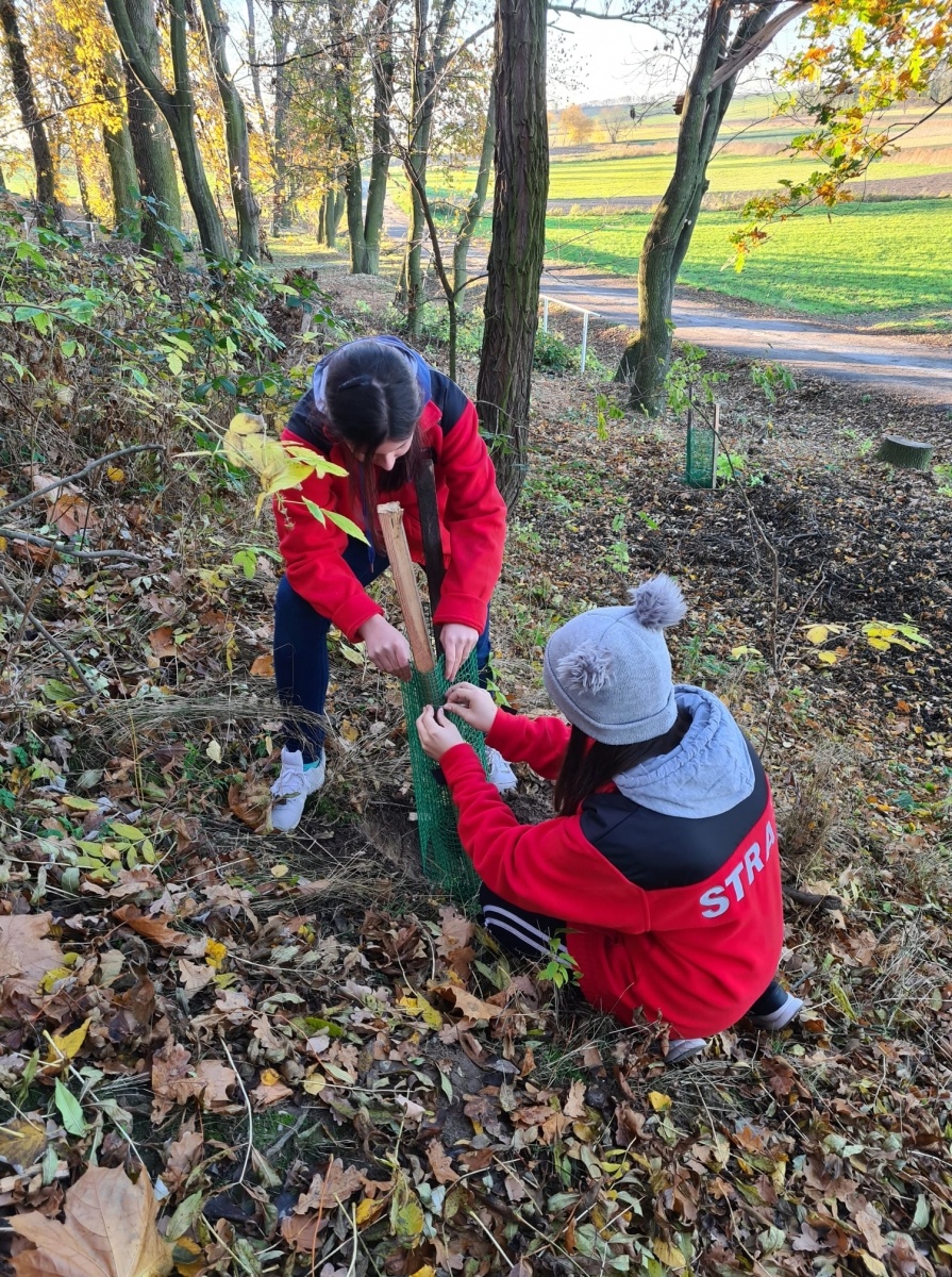 Zdjęcie w galerii na portalu naszraciborz.pl: Strażacy z Samborowic posadzili sto drzew na stulecie jednostki wiadomości z regionu