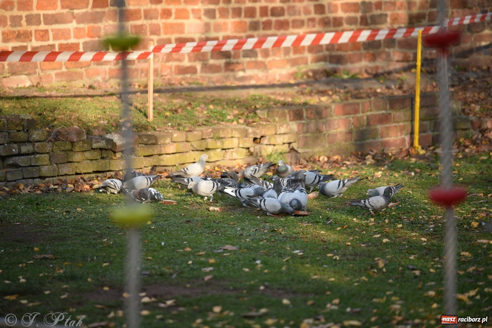 Zdjęcie w galerii na portalu naszraciborz.pl: Bitwa o raciborską basztę. Bieg OCR dla dzieci na Święto Niepodległości wiadomości z regionu