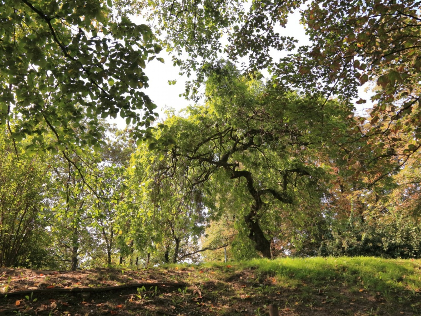Zdjęcie w galerii na portalu naszraciborz.pl: Spojrzenia-Vzhled. Jubileuszowa wystawa FOTONu w Opawie wiadomości z regionu