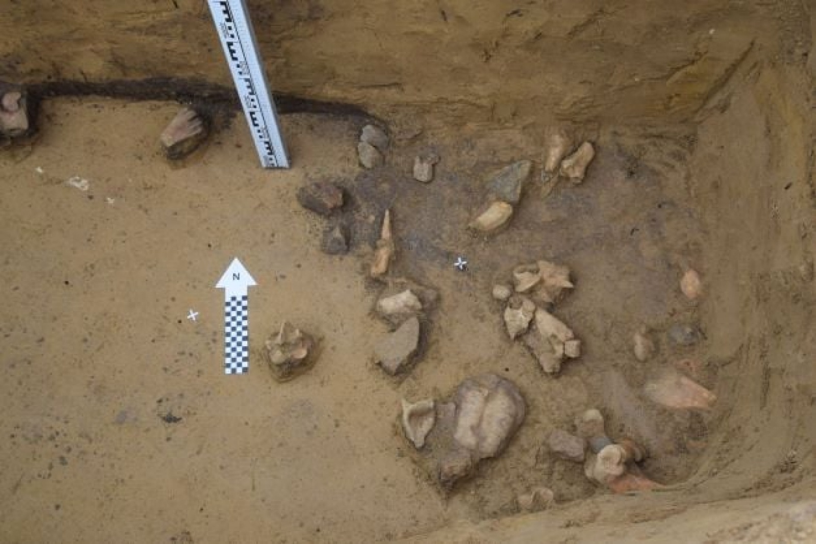 Zdjęcie w galerii na portalu naszraciborz.pl: W Raciborzu odkryto rytualny pochówek sprzed 6000 lat wiadomości z regionu