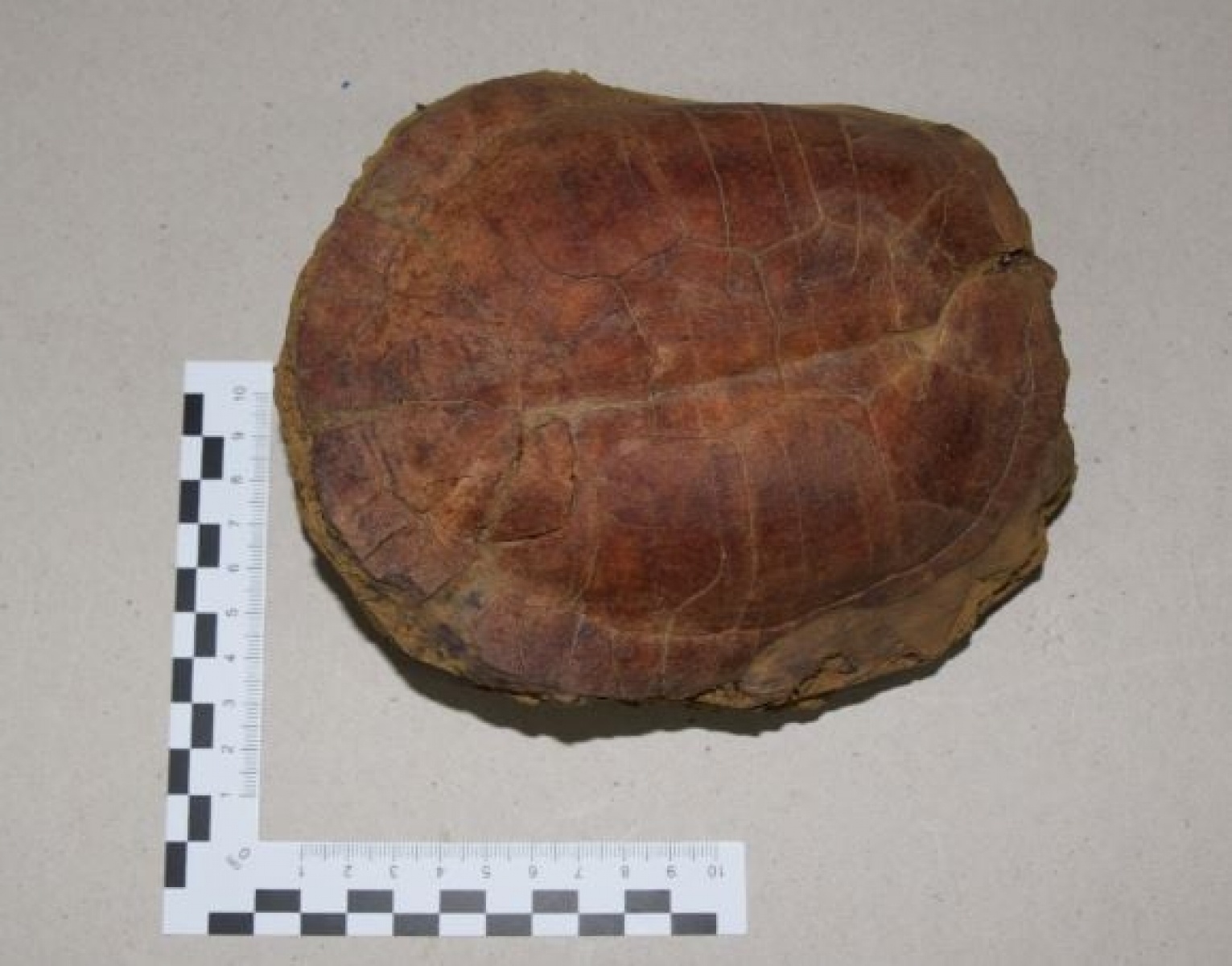 Zdjęcie w galerii na portalu naszraciborz.pl: W Raciborzu odkryto rytualny pochówek sprzed 6000 lat wiadomości z regionu