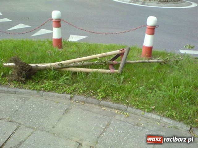 Zdjęcie w galerii na portalu naszraciborz.pl: Park Roth trzeba ogrodzić wiadomości z regionu