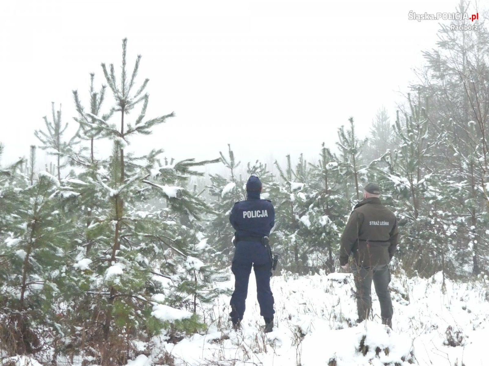 Zdjęcie w galerii na portalu naszraciborz.pl: Policja i leśnicy prowadzą akcję pod kryptonimem Choinka wiadomości z regionu