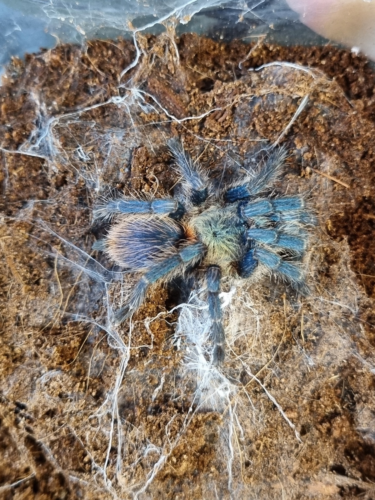 Zdjęcie w galerii na portalu naszraciborz.pl: Kraina egzotyki w centrum Raciborza! wiadomości z regionu