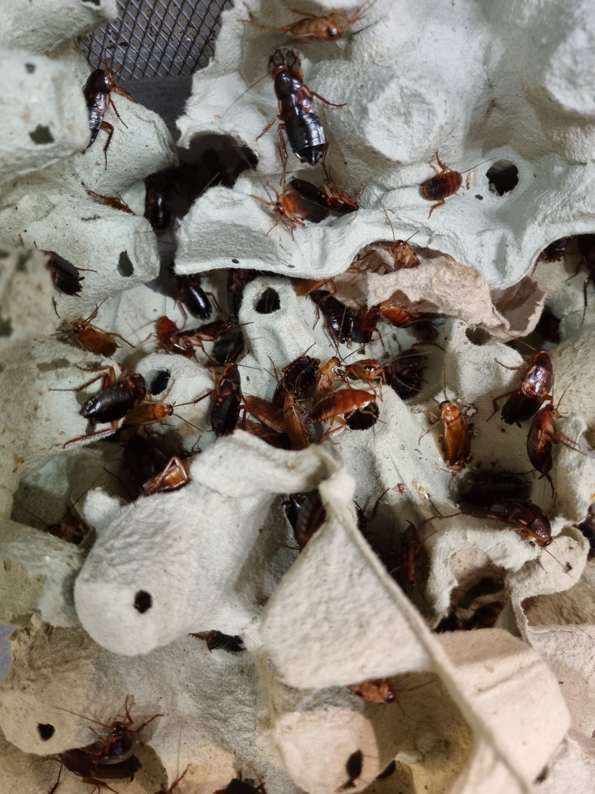 Zdjęcie w galerii na portalu naszraciborz.pl: Kraina egzotyki w centrum Raciborza! wiadomości z regionu