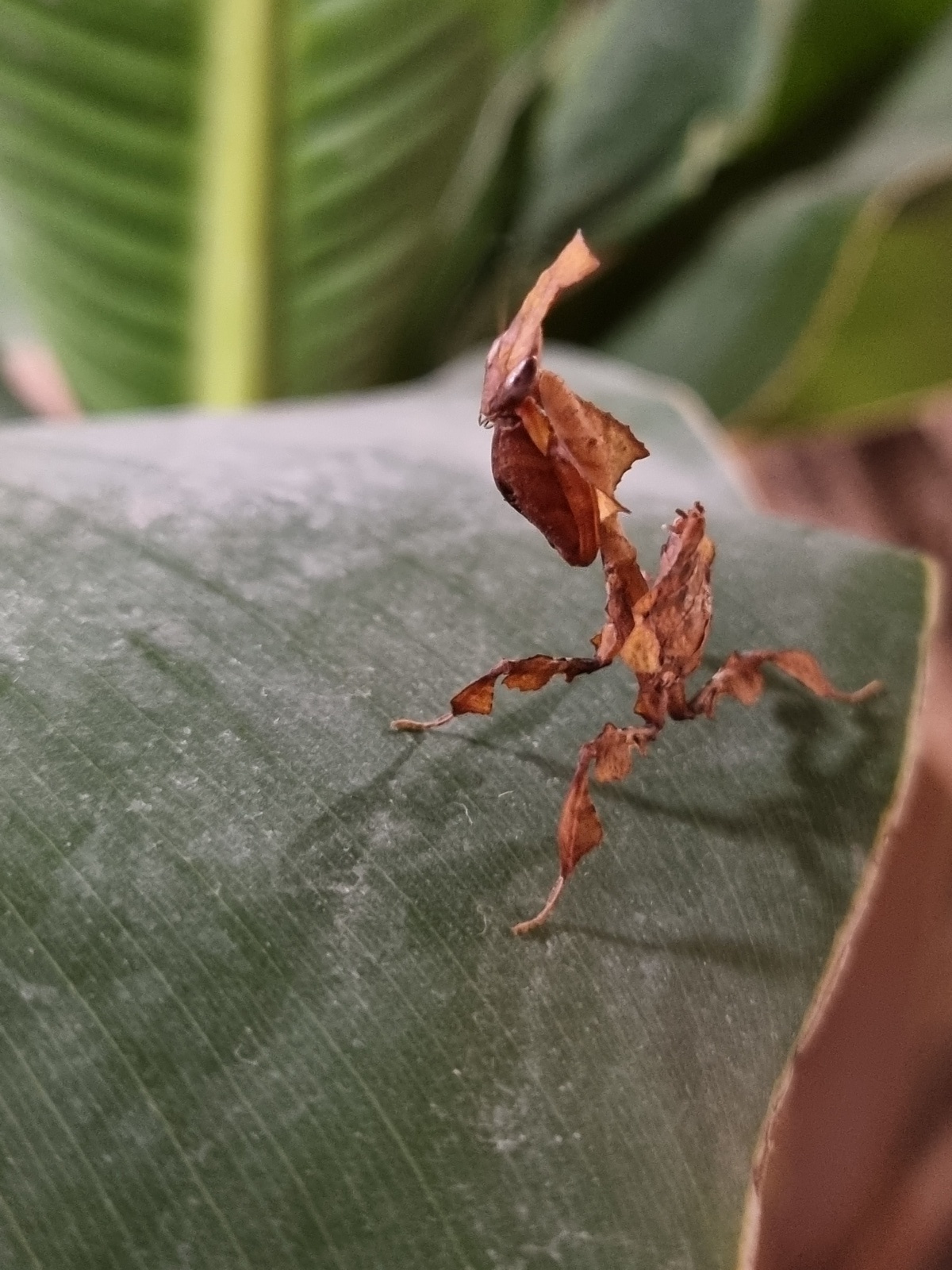 Zdjęcie w galerii na portalu naszraciborz.pl: Kraina egzotyki w centrum Raciborza! wiadomości z regionu