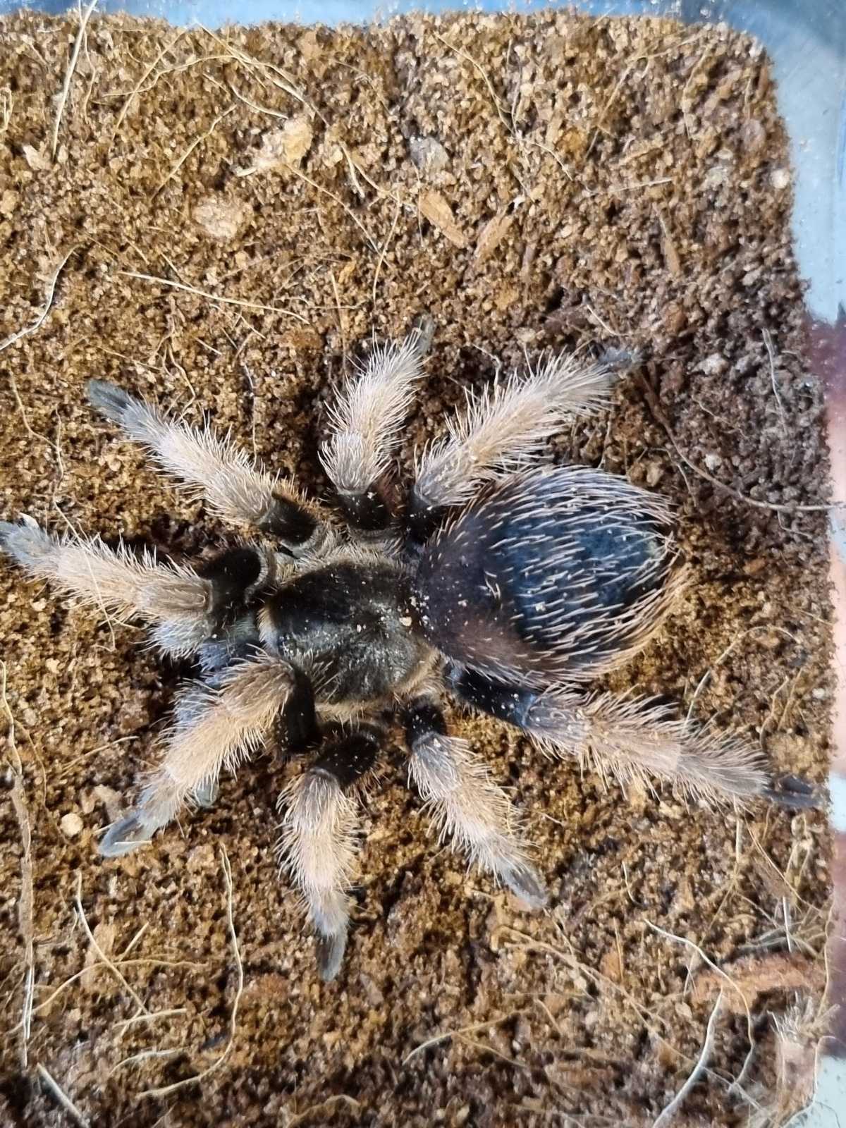 Zdjęcie w galerii na portalu naszraciborz.pl: Kraina egzotyki w centrum Raciborza! wiadomości z regionu