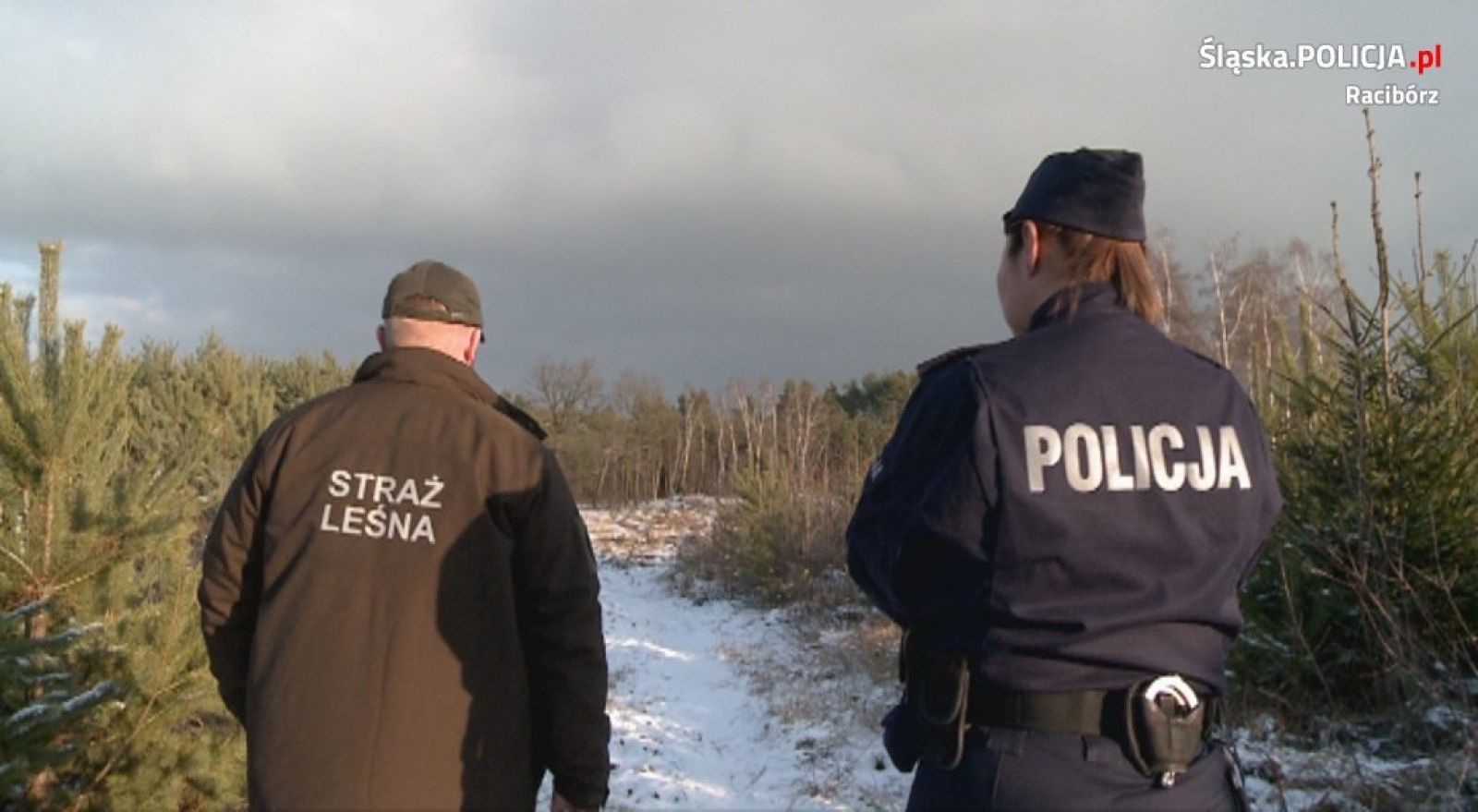 Zdjęcie w galerii na portalu naszraciborz.pl: W tej akcji pilnowano nie tylko choinek. Kradzież gałęzi też jest karana wiadomości z regionu