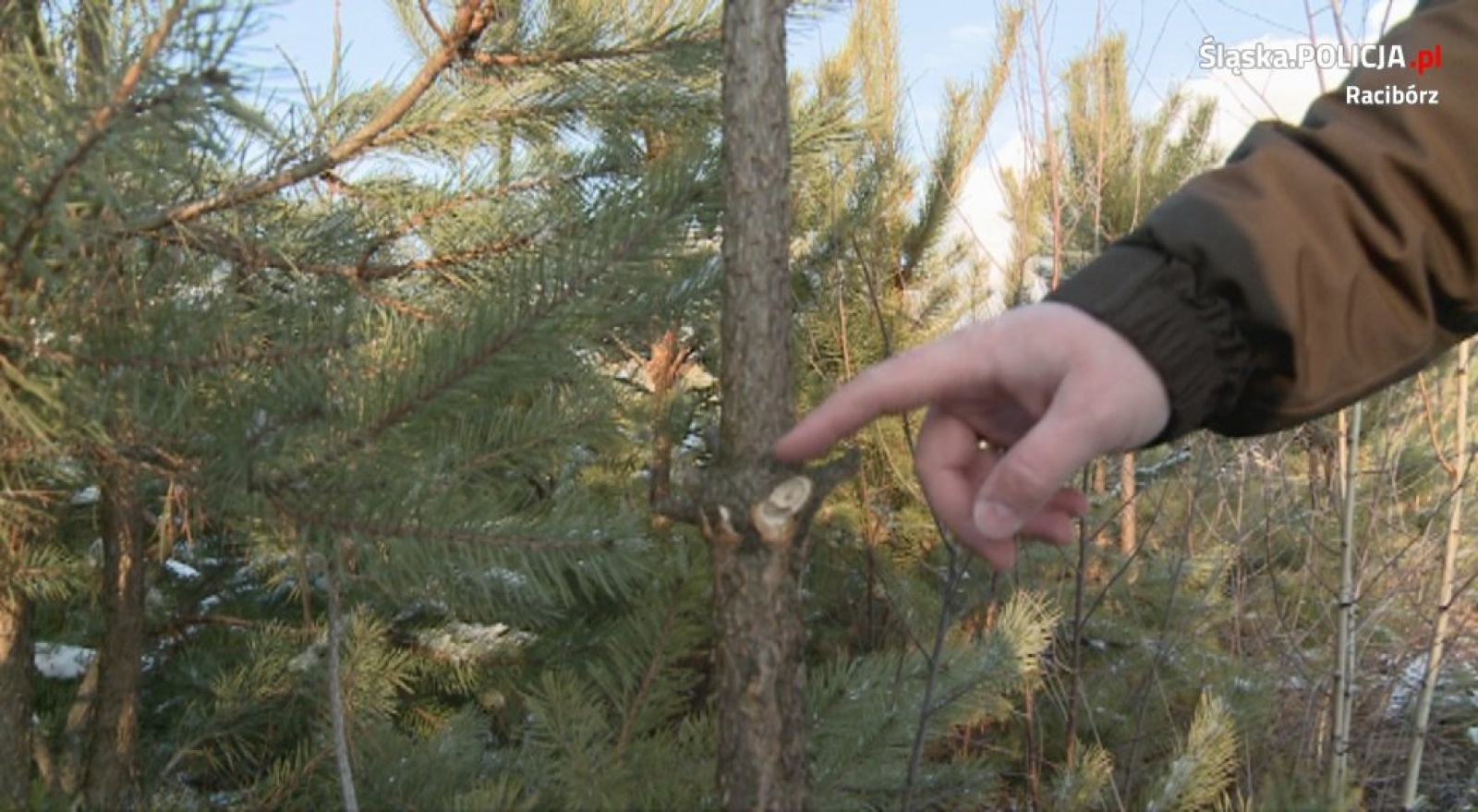 Zdjęcie w galerii na portalu naszraciborz.pl: W tej akcji pilnowano nie tylko choinek. Kradzież gałęzi też jest karana wiadomości z regionu