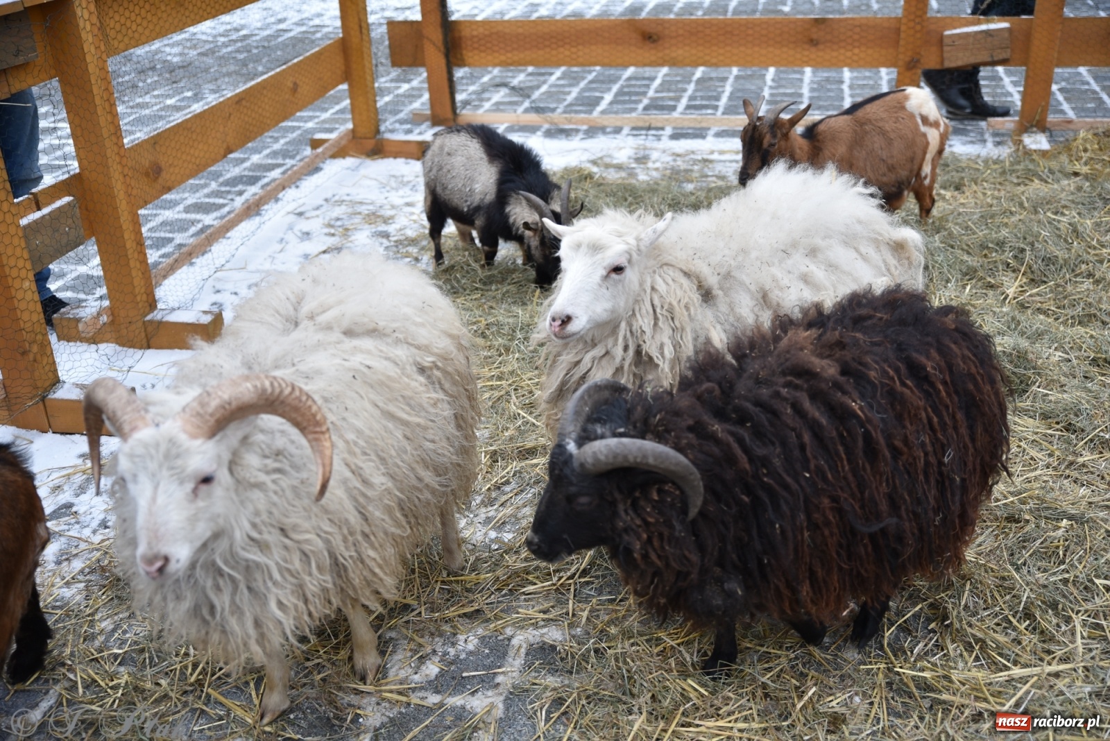 Zdjęcie w galerii na portalu naszraciborz.pl: Na raciborskim Rynku stanęła żywa szopka [FOTO] wiadomości z regionu