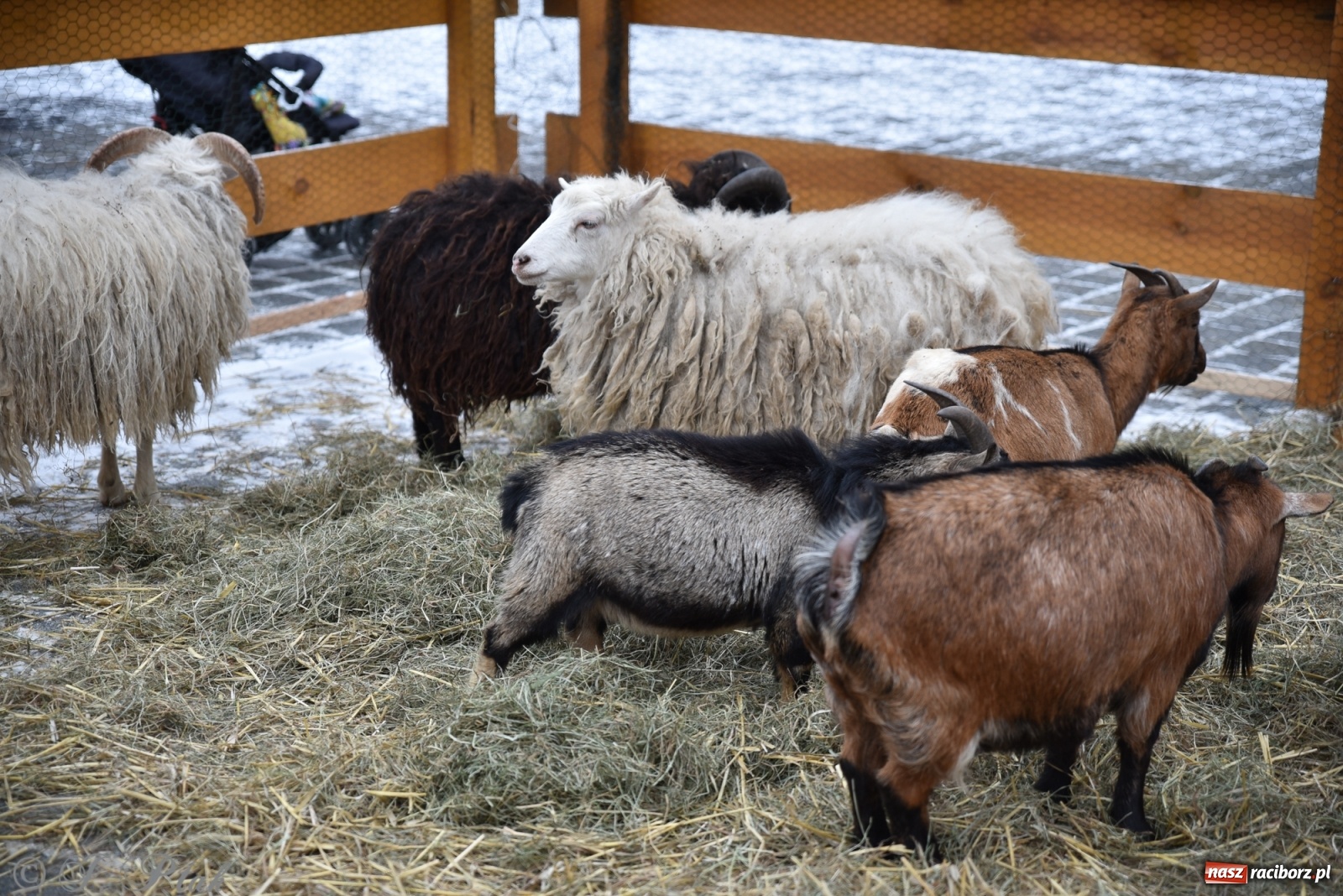 Zdjęcie w galerii na portalu naszraciborz.pl: Na raciborskim Rynku stanęła żywa szopka [FOTO] wiadomości z regionu