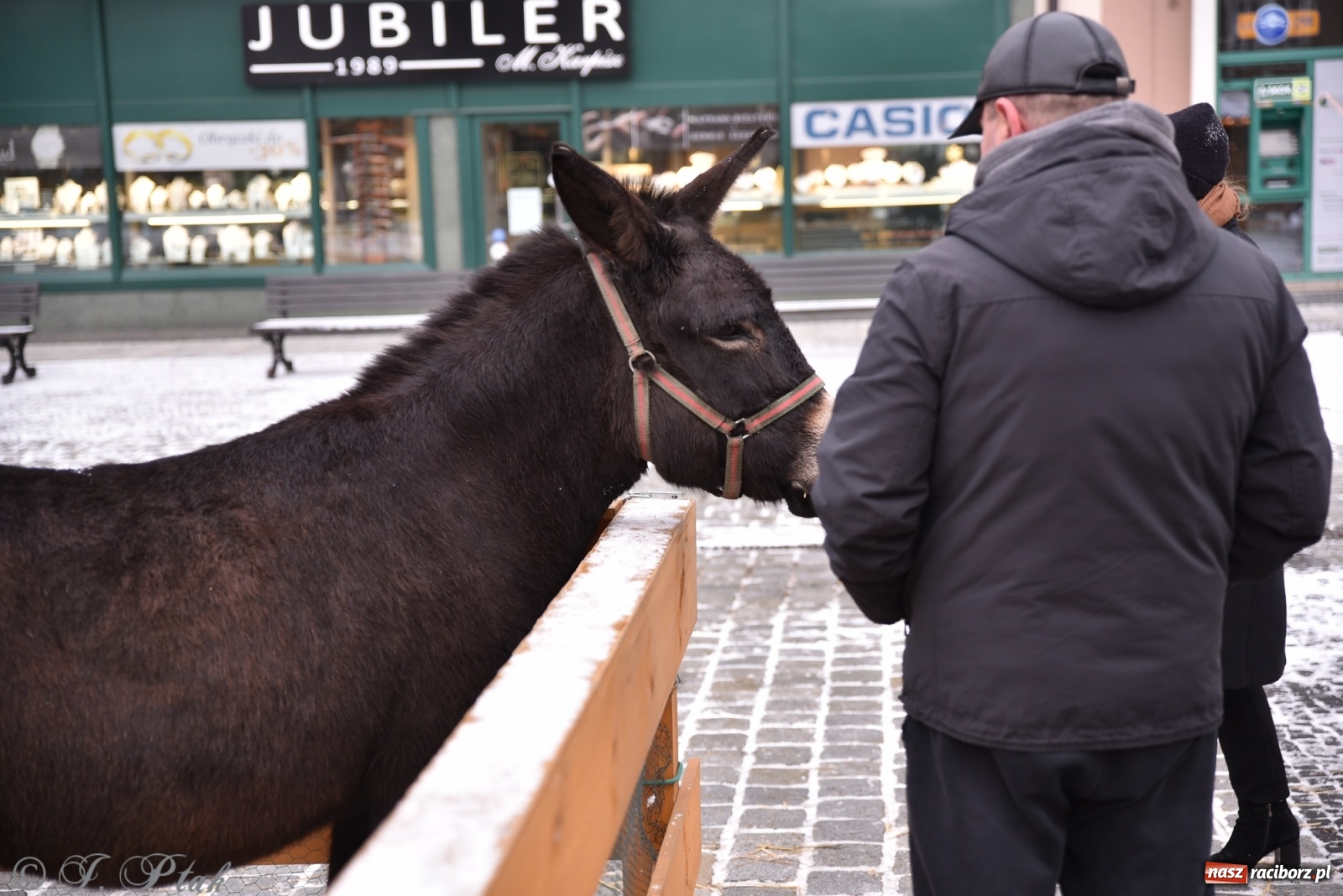Zdjęcie w galerii na portalu naszraciborz.pl: Na raciborskim Rynku stanęła żywa szopka [FOTO] wiadomości z regionu