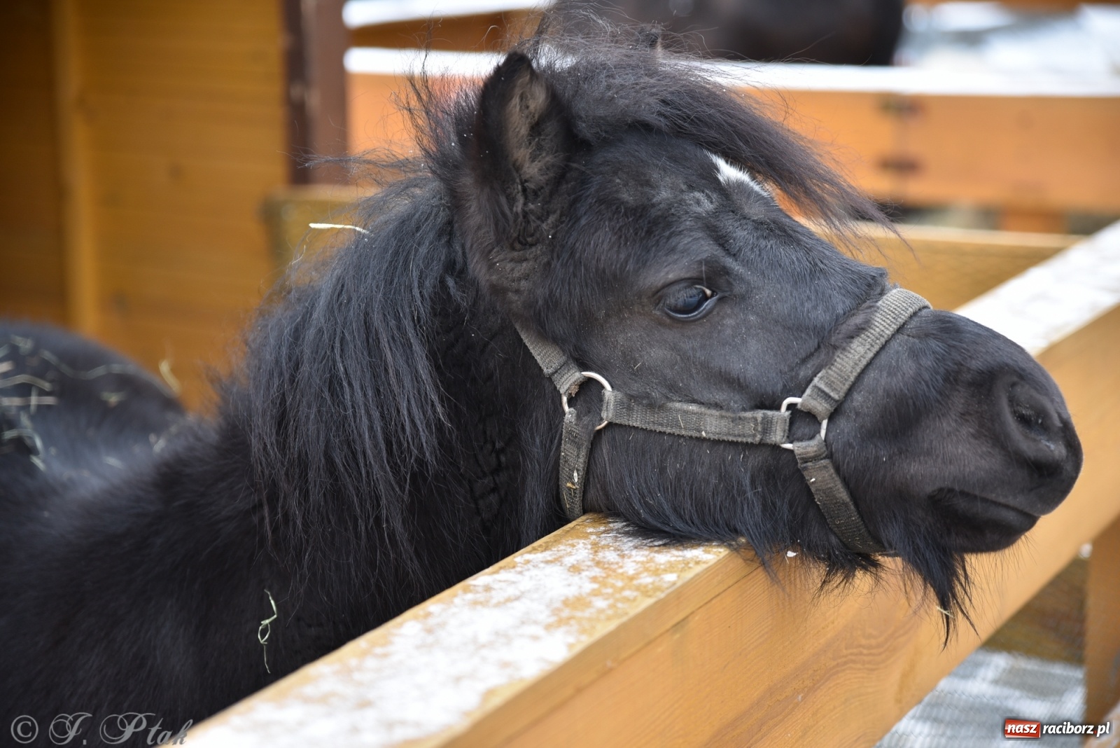 Zdjęcie w galerii na portalu naszraciborz.pl: Na raciborskim Rynku stanęła żywa szopka [FOTO] wiadomości z regionu