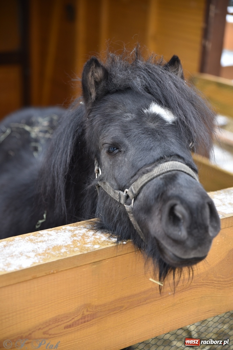 Zdjęcie w galerii na portalu naszraciborz.pl: Na raciborskim Rynku stanęła żywa szopka [FOTO] wiadomości z regionu
