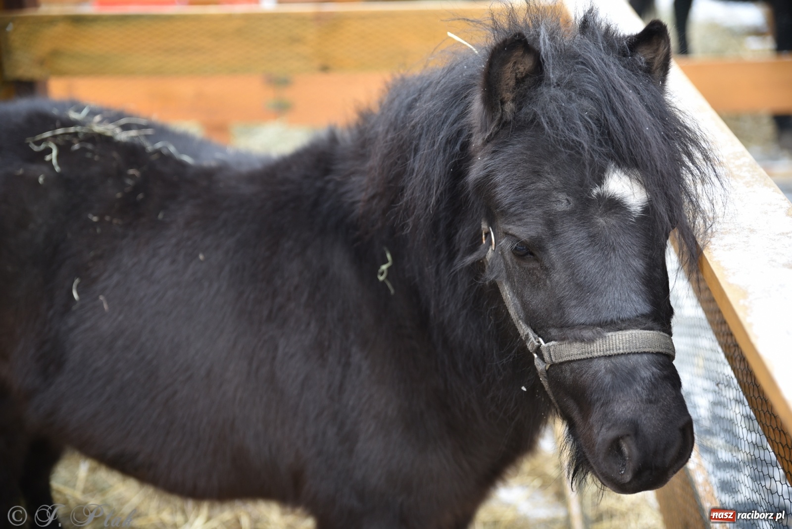 Zdjęcie w galerii na portalu naszraciborz.pl: Na raciborskim Rynku stanęła żywa szopka [FOTO] wiadomości z regionu