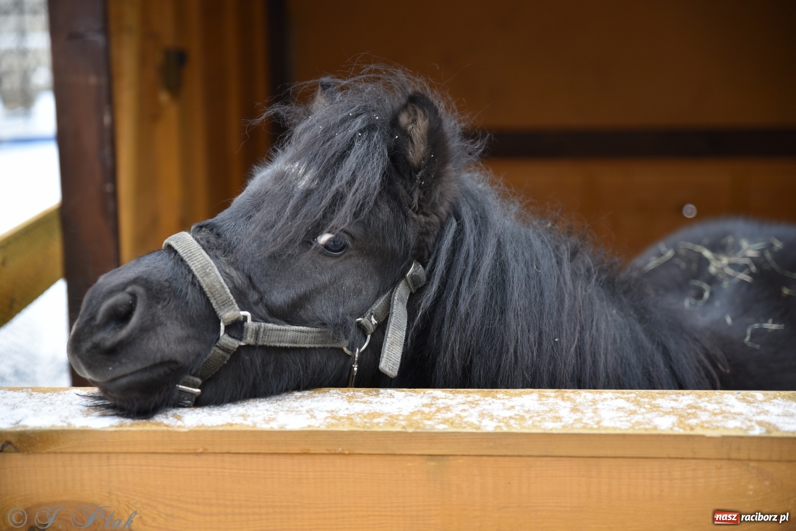 Zdjęcie w galerii na portalu naszraciborz.pl: Na raciborskim Rynku stanęła żywa szopka [FOTO] wiadomości z regionu