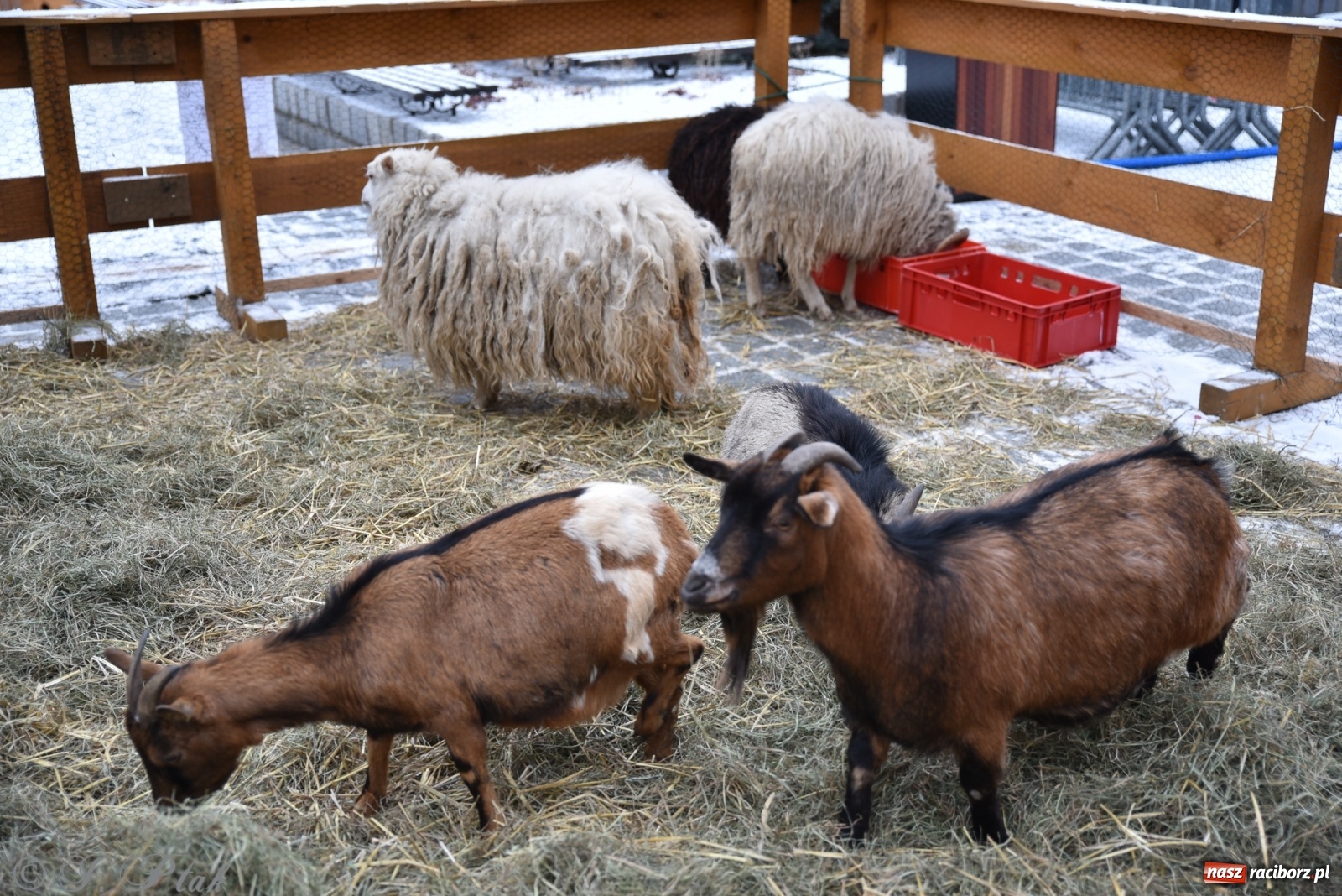 Zdjęcie w galerii na portalu naszraciborz.pl: Na raciborskim Rynku stanęła żywa szopka [FOTO] wiadomości z regionu