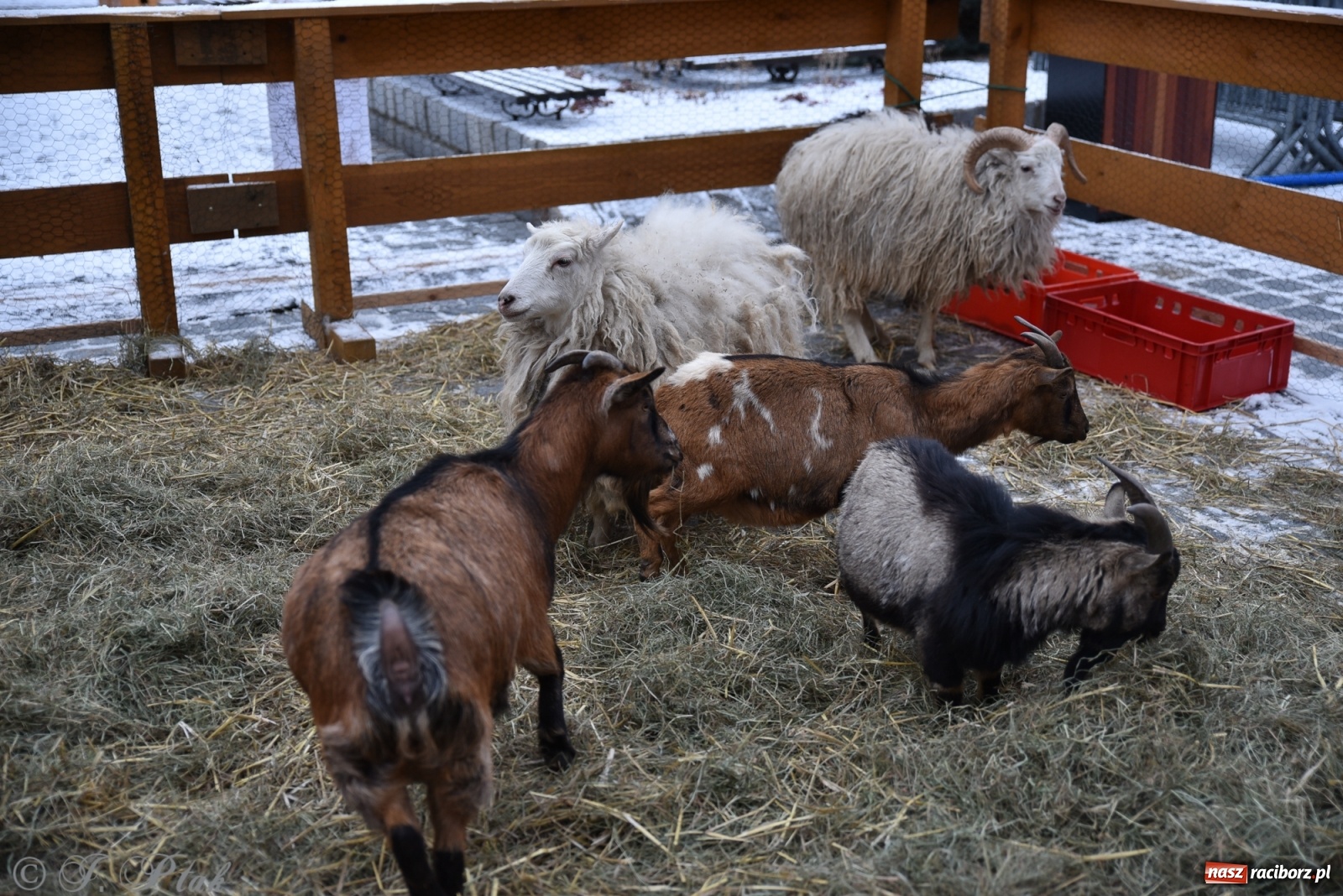Zdjęcie w galerii na portalu naszraciborz.pl: Na raciborskim Rynku stanęła żywa szopka [FOTO] wiadomości z regionu