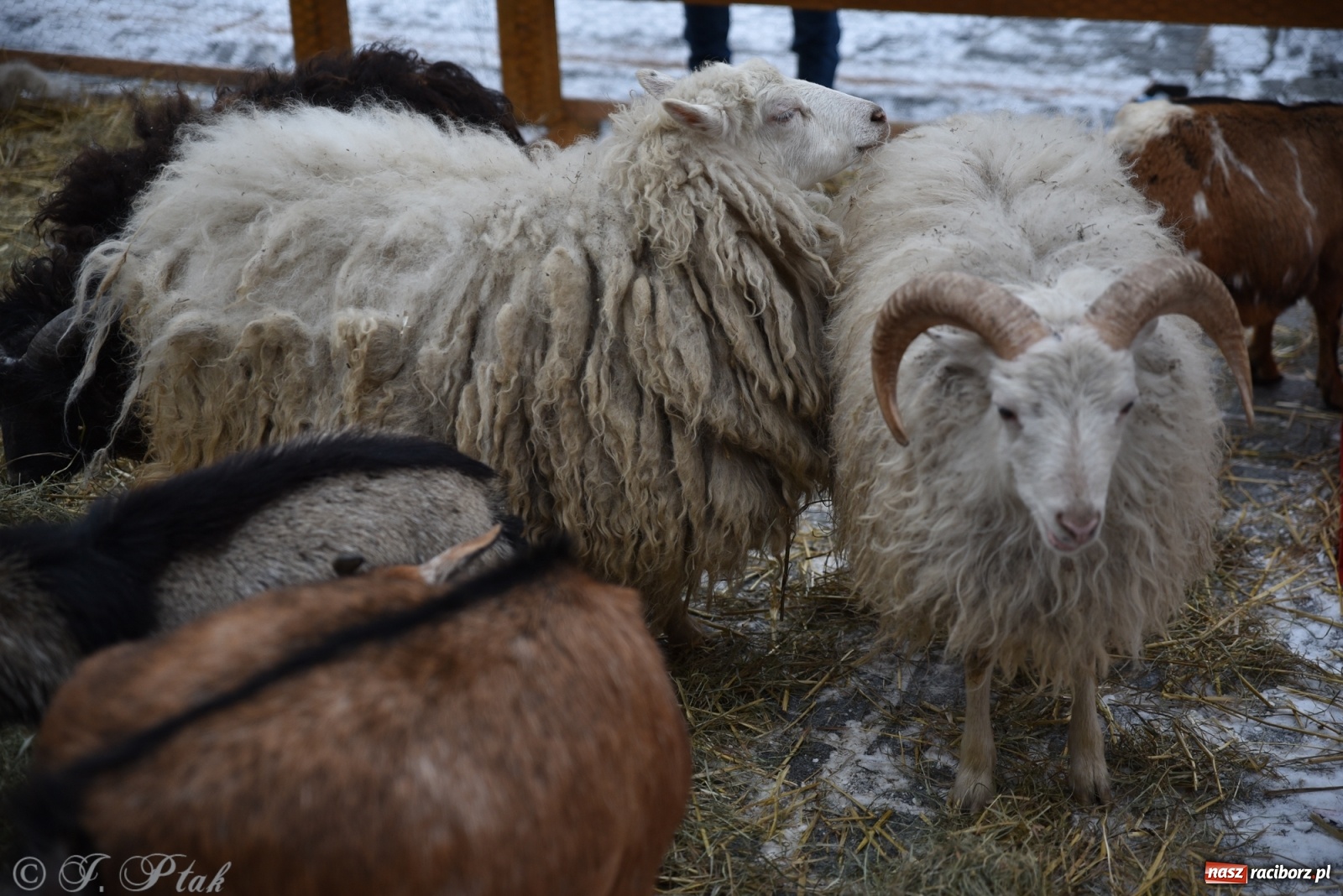 Zdjęcie w galerii na portalu naszraciborz.pl: Na raciborskim Rynku stanęła żywa szopka [FOTO] wiadomości z regionu