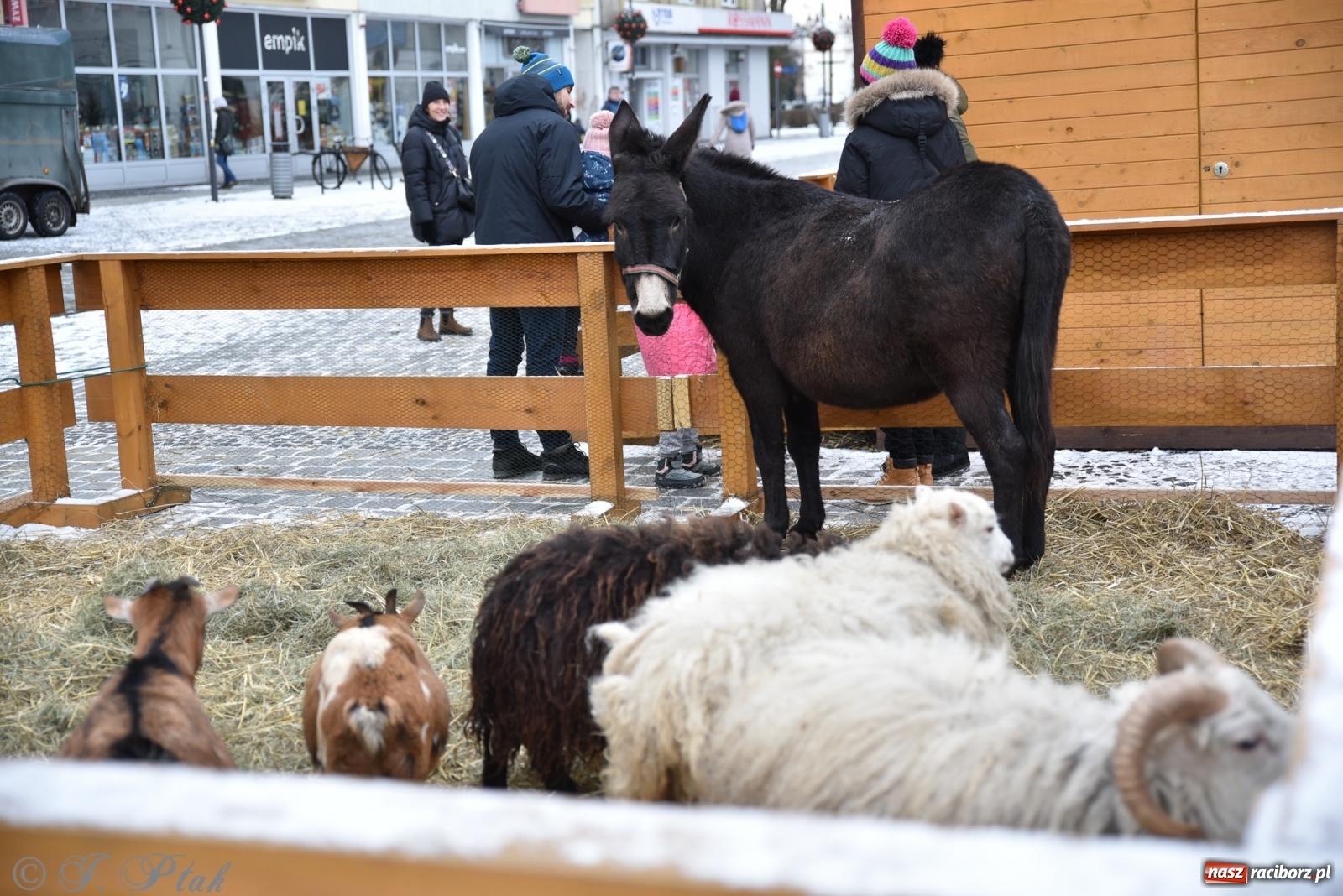 Zdjęcie w galerii na portalu naszraciborz.pl: Na raciborskim Rynku stanęła żywa szopka [FOTO] wiadomości z regionu